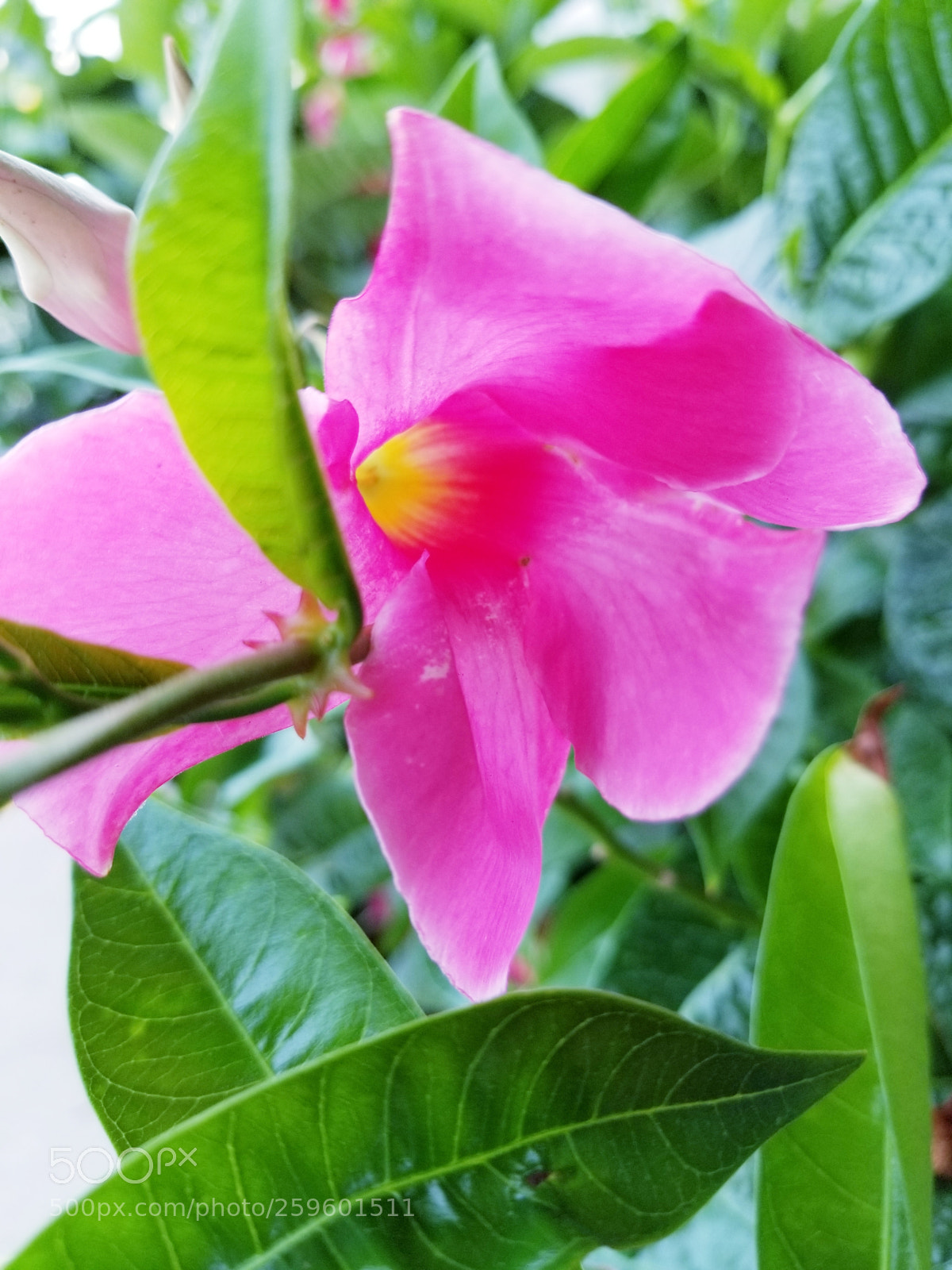 Samsung Galaxy S8+ sample photo. Hibiscus photography