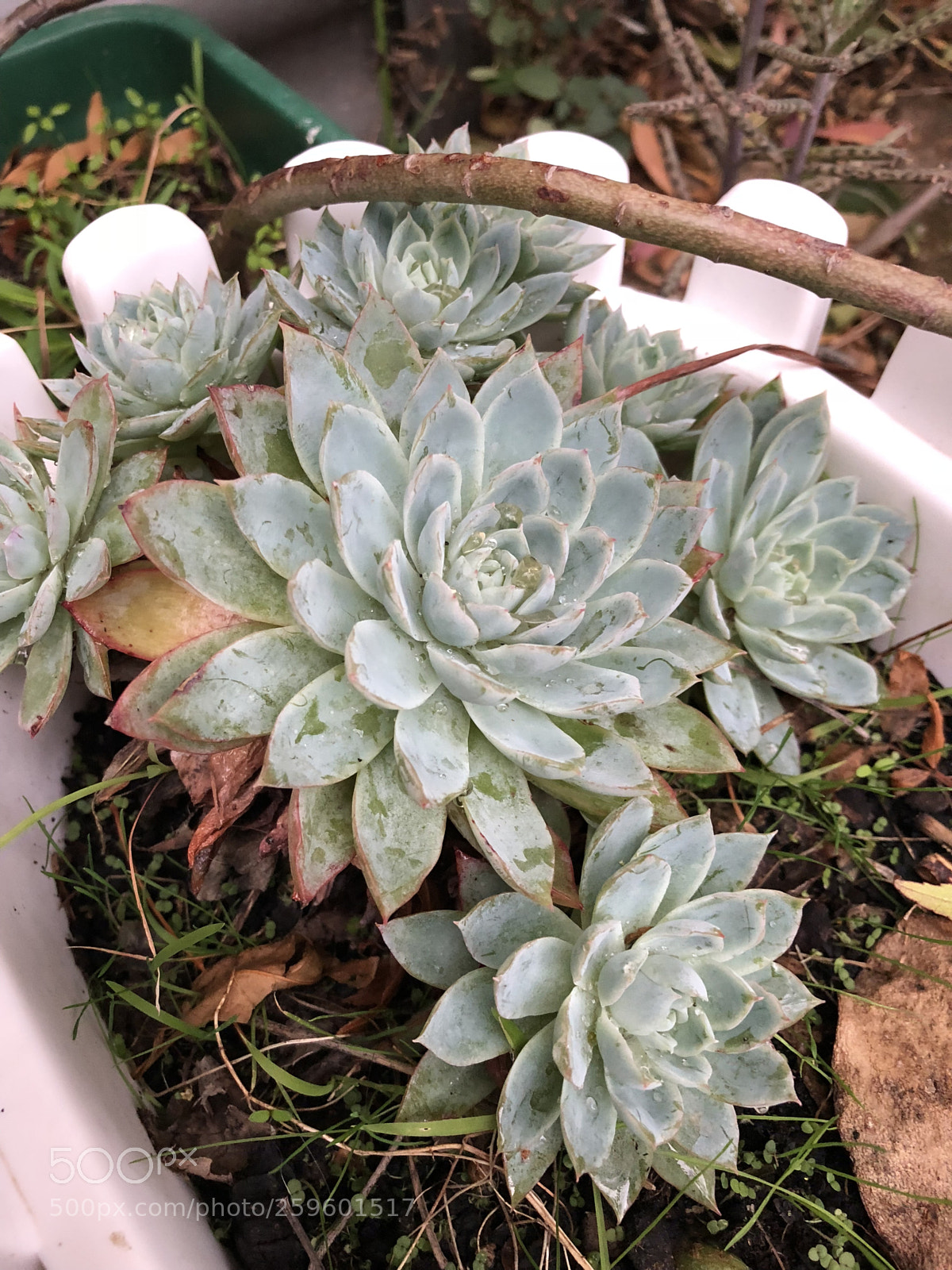 Apple iPhone X sample photo. Garden photography