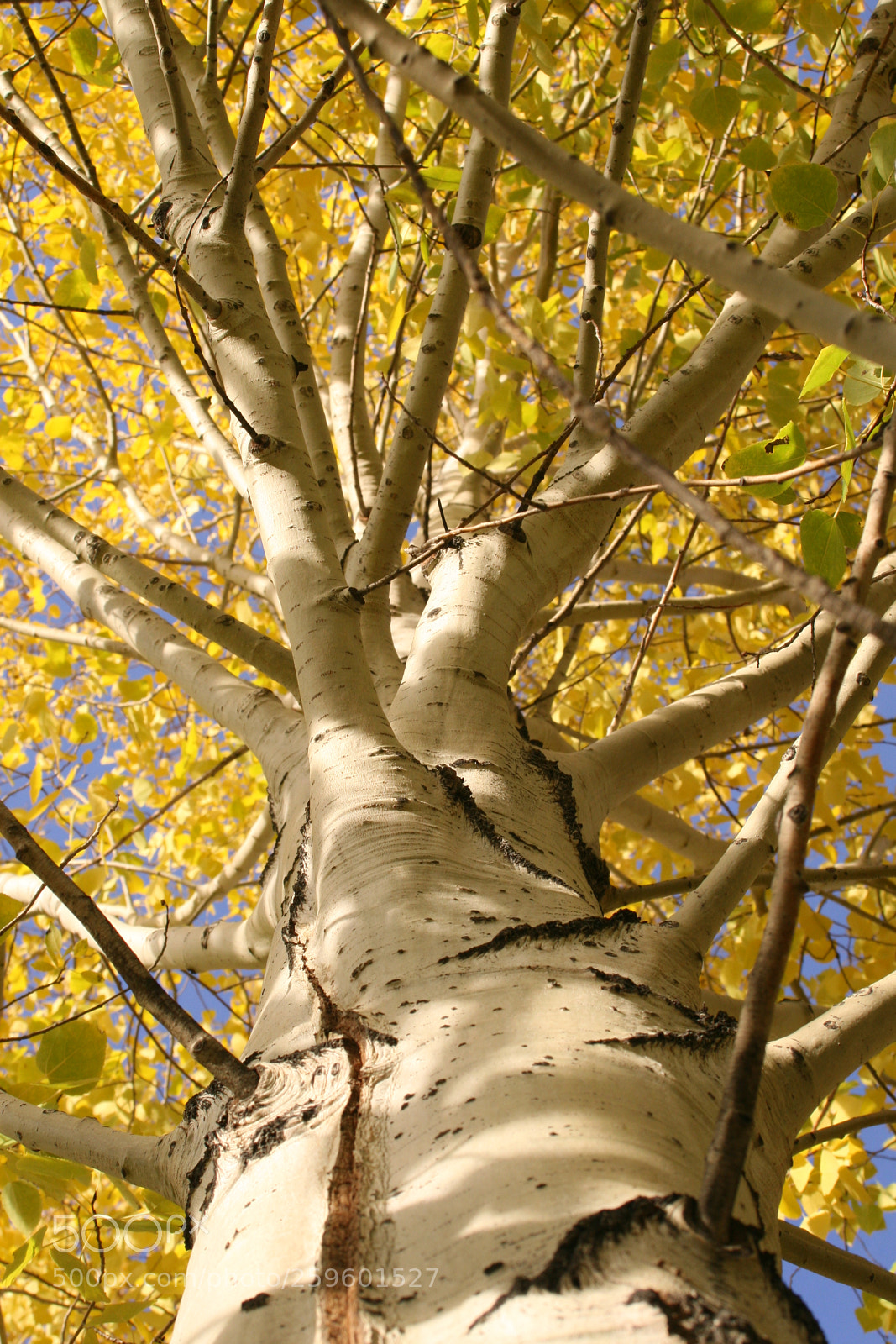 Canon EOS 30D sample photo. Autumn tree photography