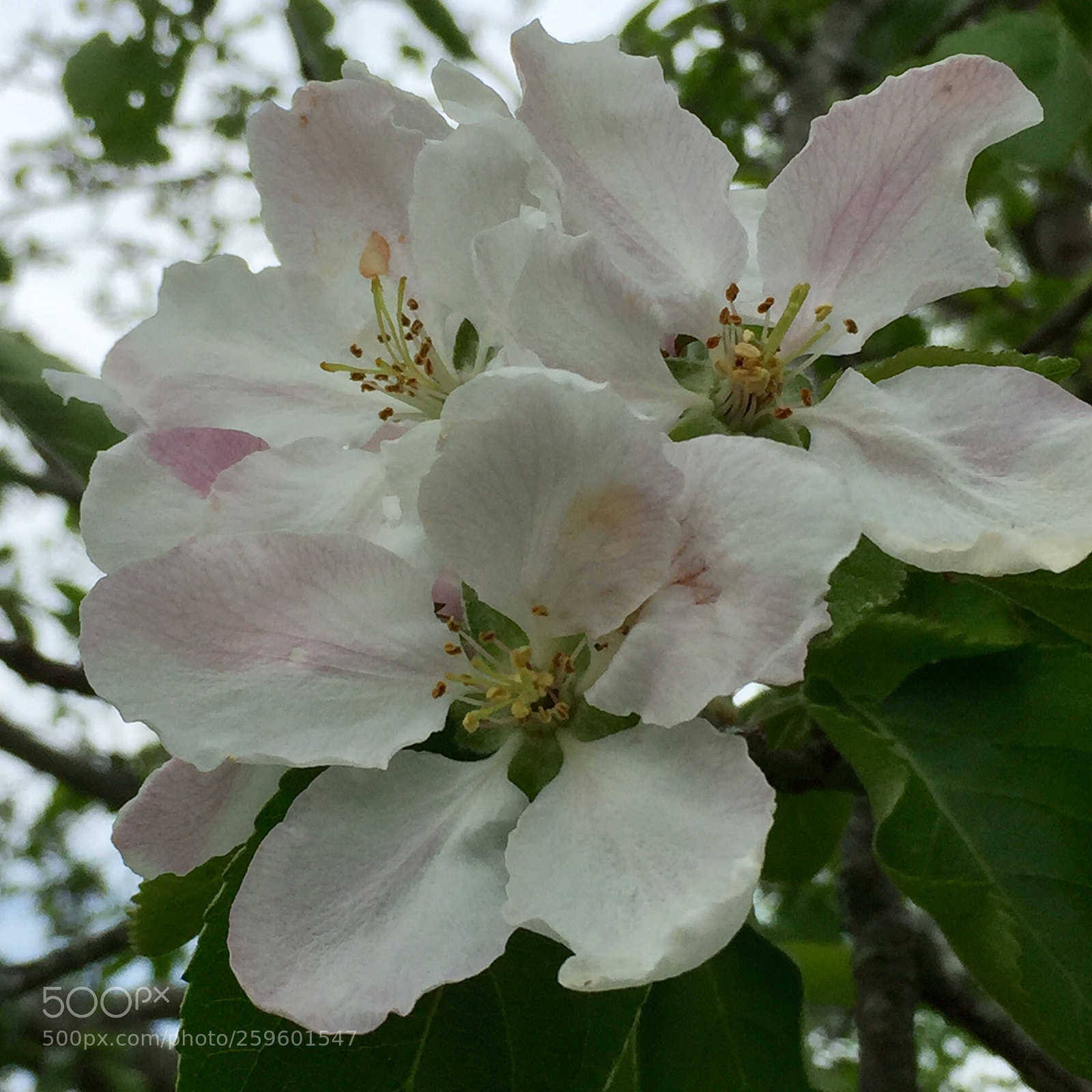 Apple iPhone 6 sample photo. Apple blossom photography