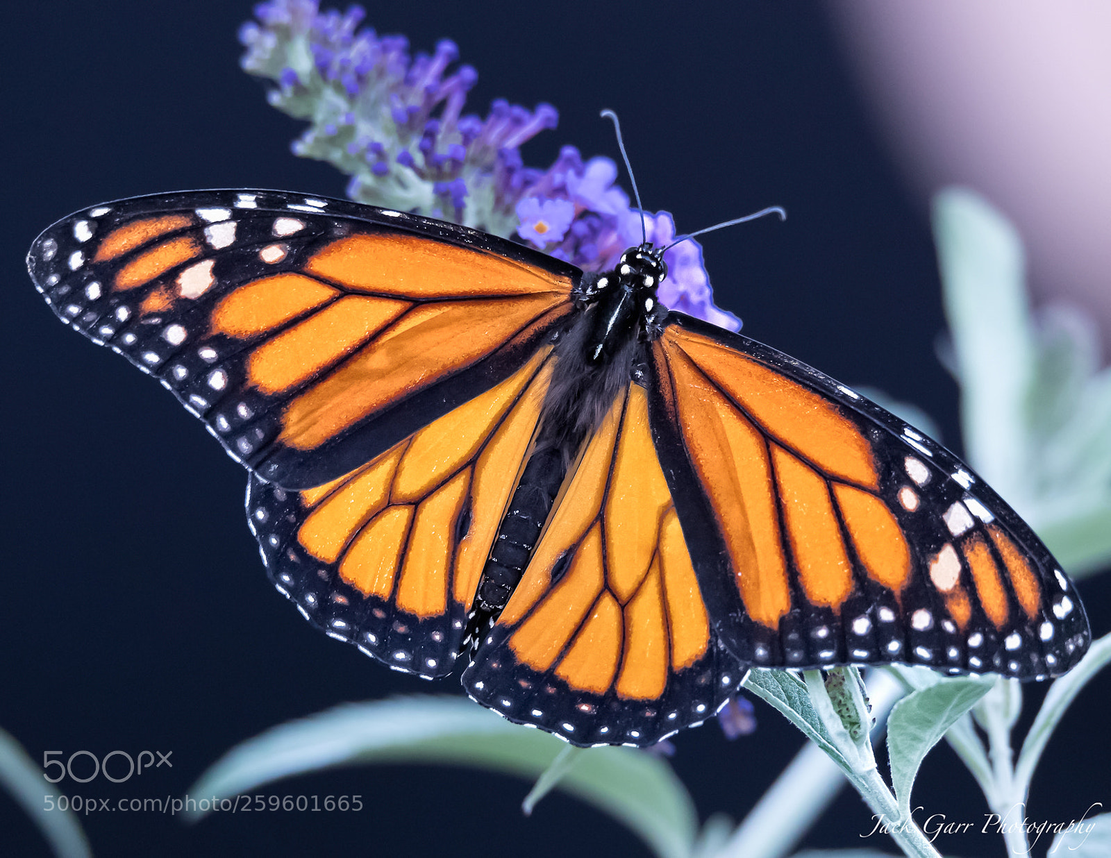 Canon EOS-1D X Mark II sample photo. The monarch butterfly photography