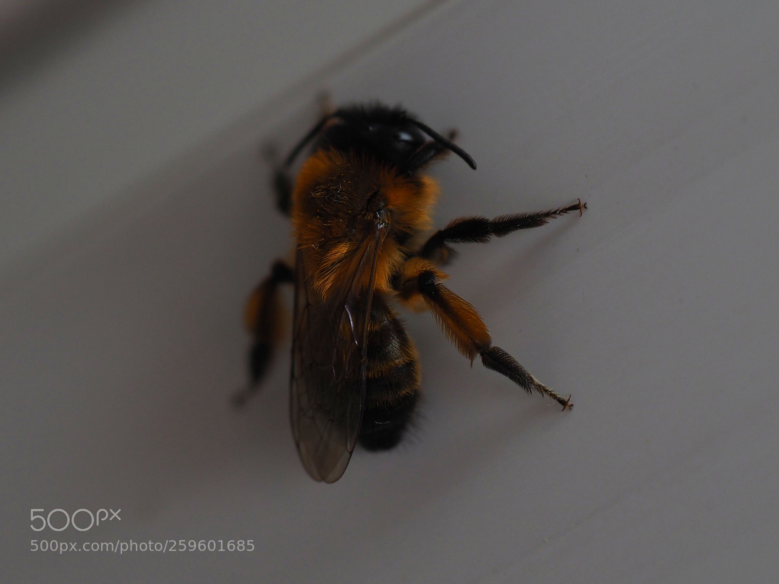 Olympus OM-D E-M1 Mark II sample photo. Working bee photography