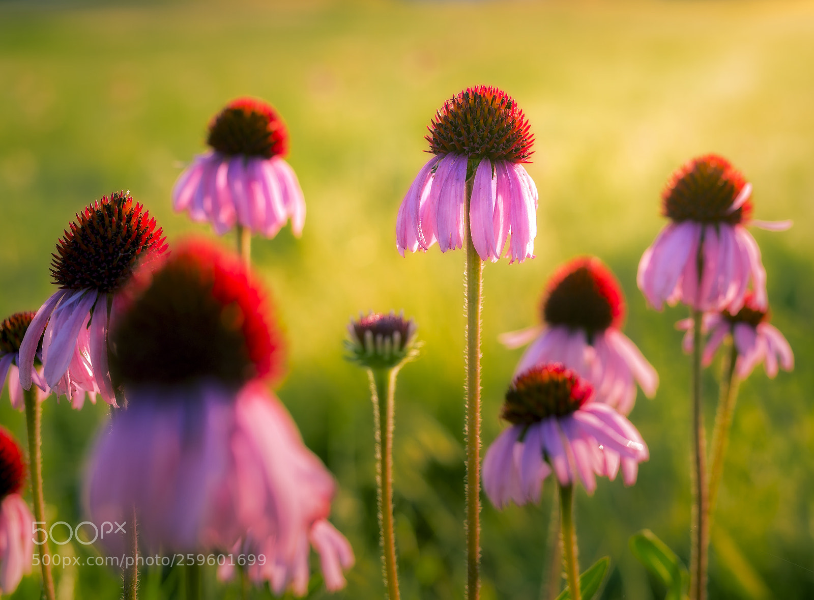 Nikon D750 sample photo. Lavender coneflowers at dawn photography