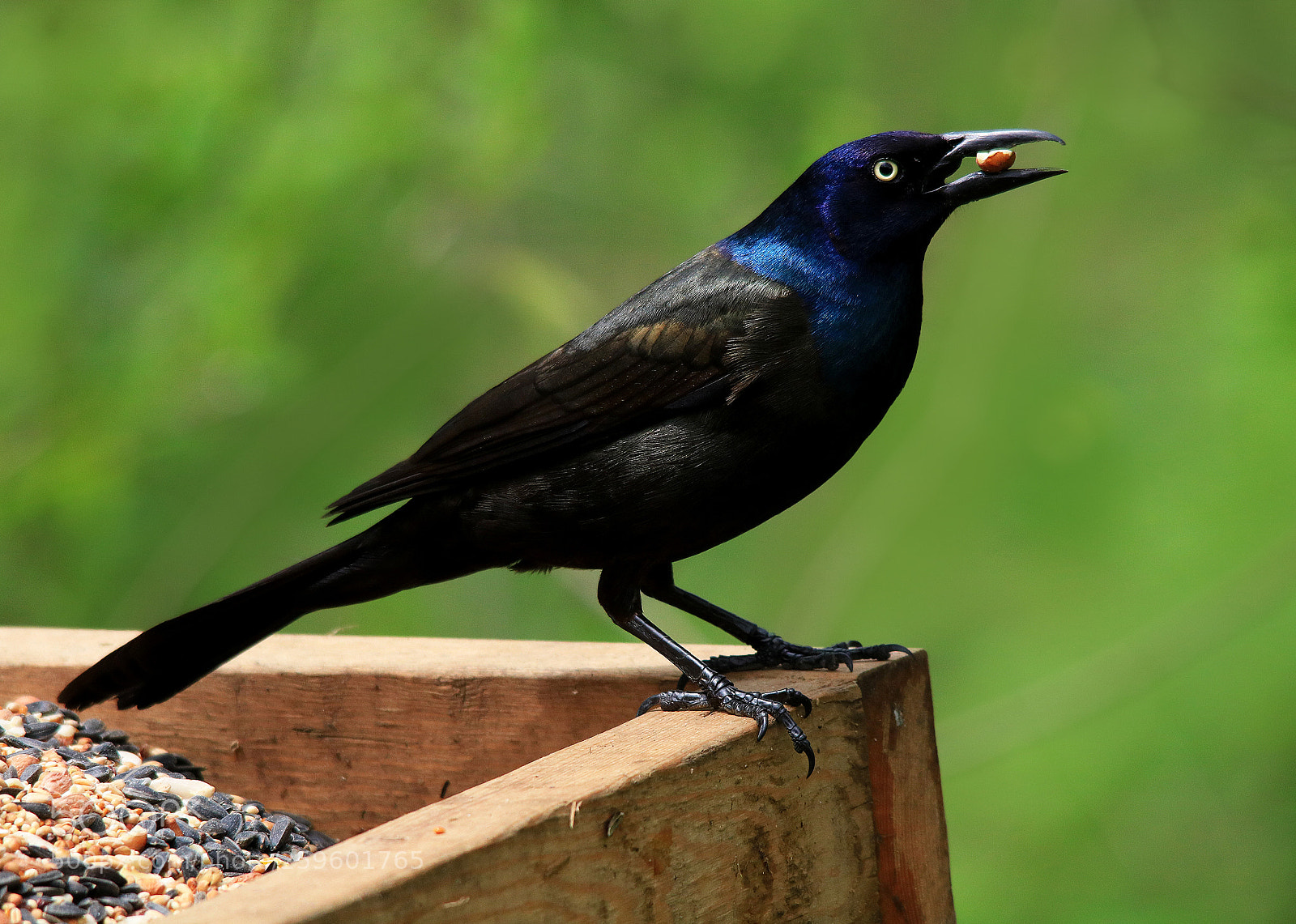 Canon EOS 750D (EOS Rebel T6i / EOS Kiss X8i) sample photo. Grackle on feeder photography