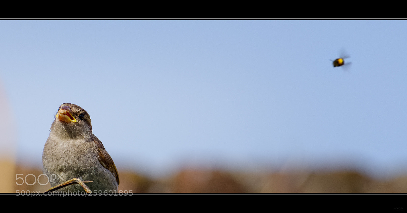 Pentax K-1 sample photo. Le moineau, la graine photography