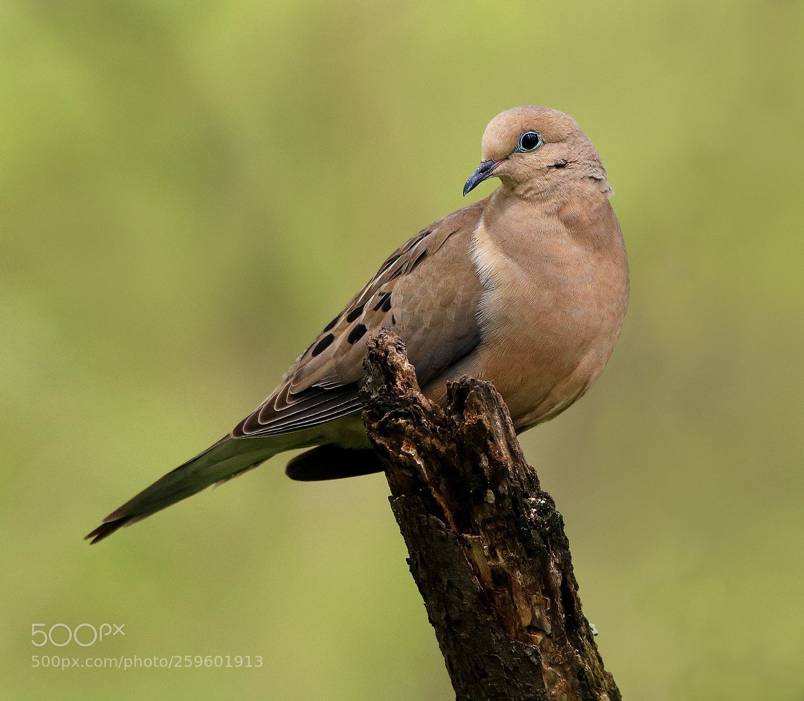 Canon EOS 750D (EOS Rebel T6i / EOS Kiss X8i) sample photo. Mourning dove photography