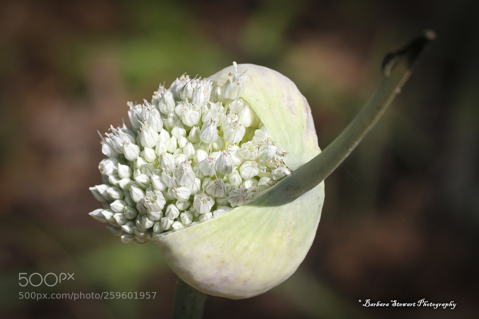 Canon EOS 7D sample photo. Looks of spring photography
