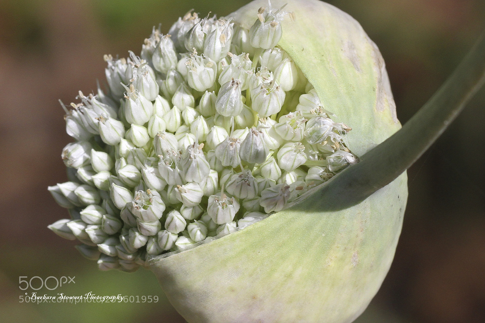 Canon EOS 7D sample photo. Looks of spring photography