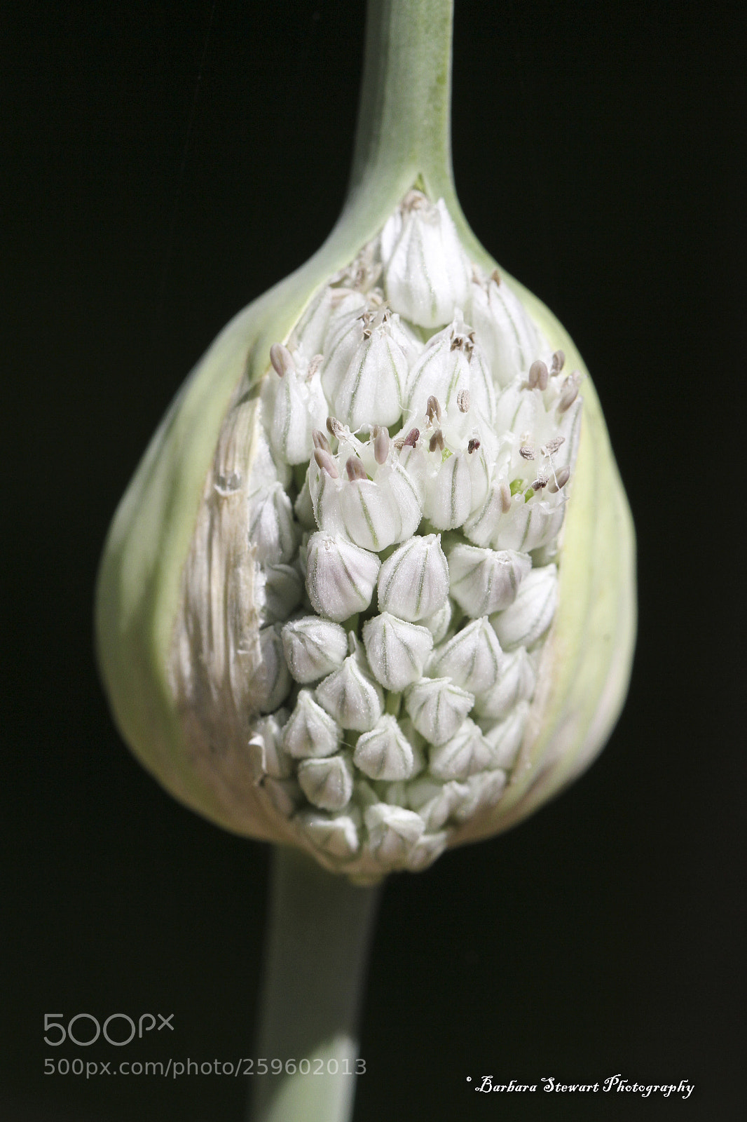 Canon EOS 7D sample photo. Looks of spring photography