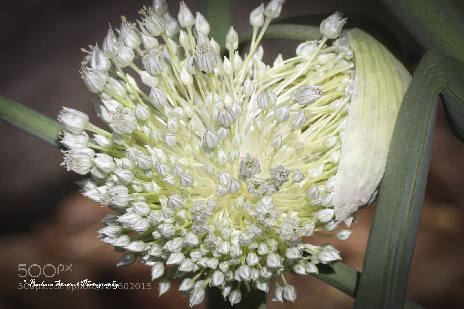Canon EOS 7D sample photo. Looks of spring photography