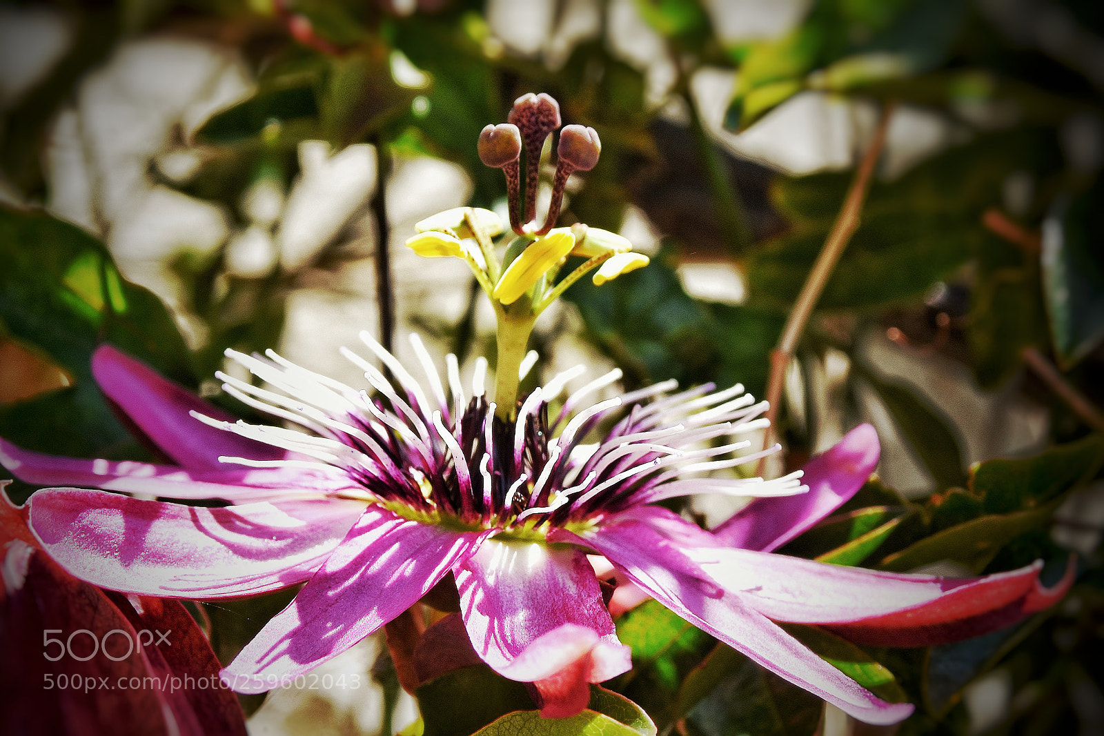 Nikon D7200 sample photo. Passion flower photography
