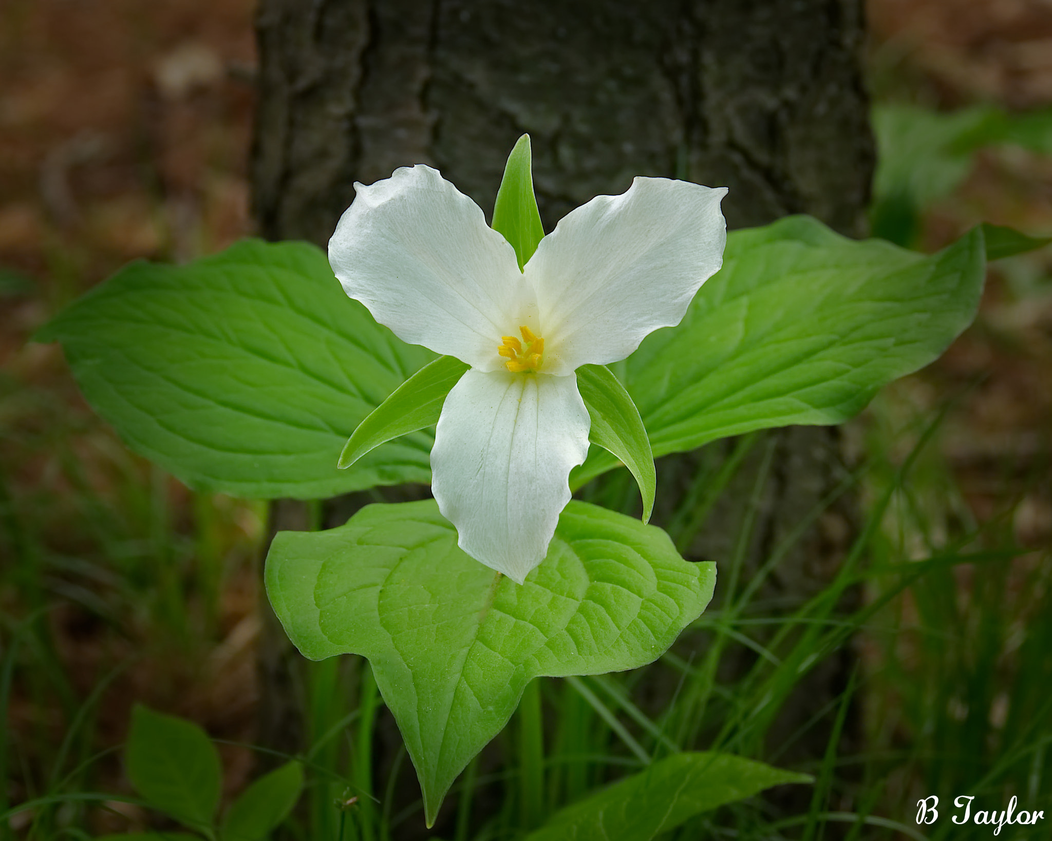 Sony SLT-A57 sample photo. Trillium in woods photography