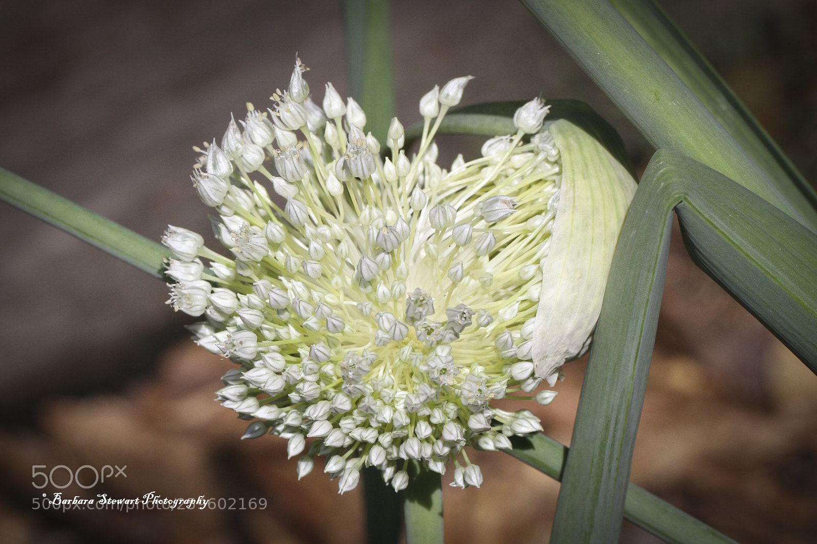 Canon EOS 7D sample photo. Looks of spring photography
