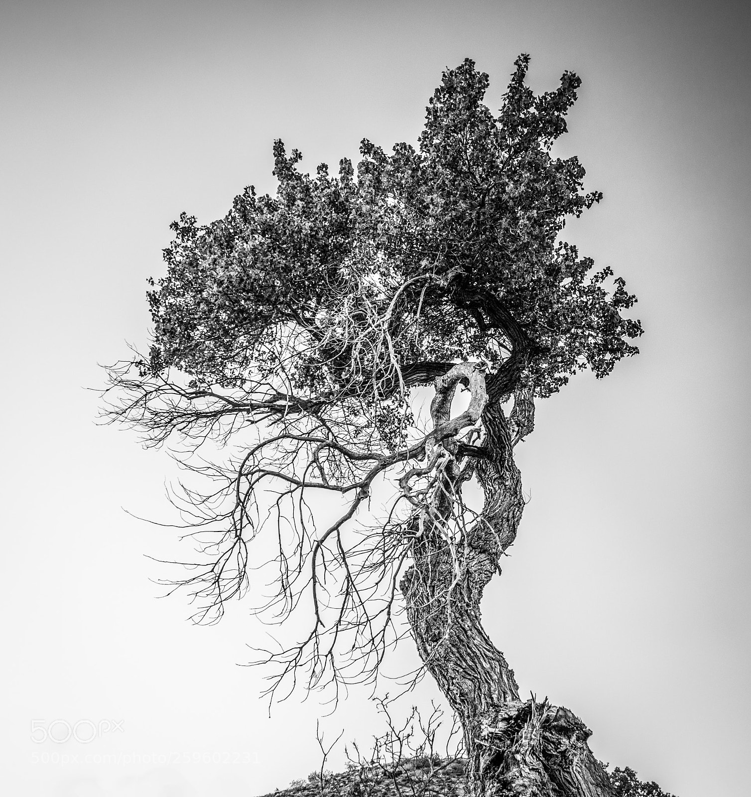 Nikon D7000 sample photo. Gnarly tree photography