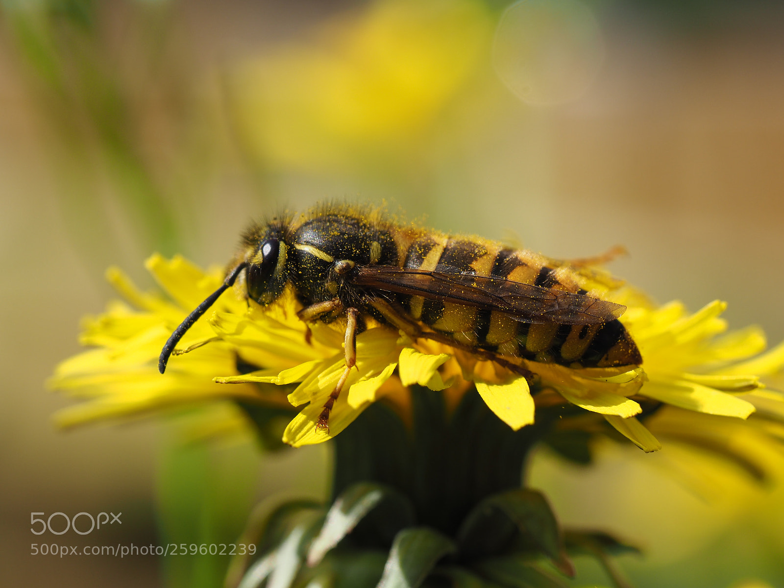 Olympus OM-D E-M1 Mark II sample photo. Huge wasp! photography