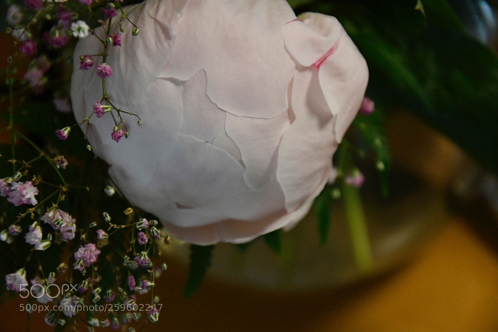 Nikon D7500 sample photo. White paeonia photography