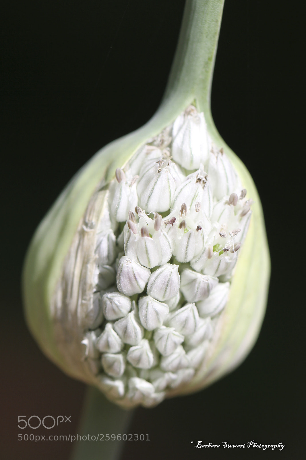 Canon EOS 7D sample photo. Looks of spring photography