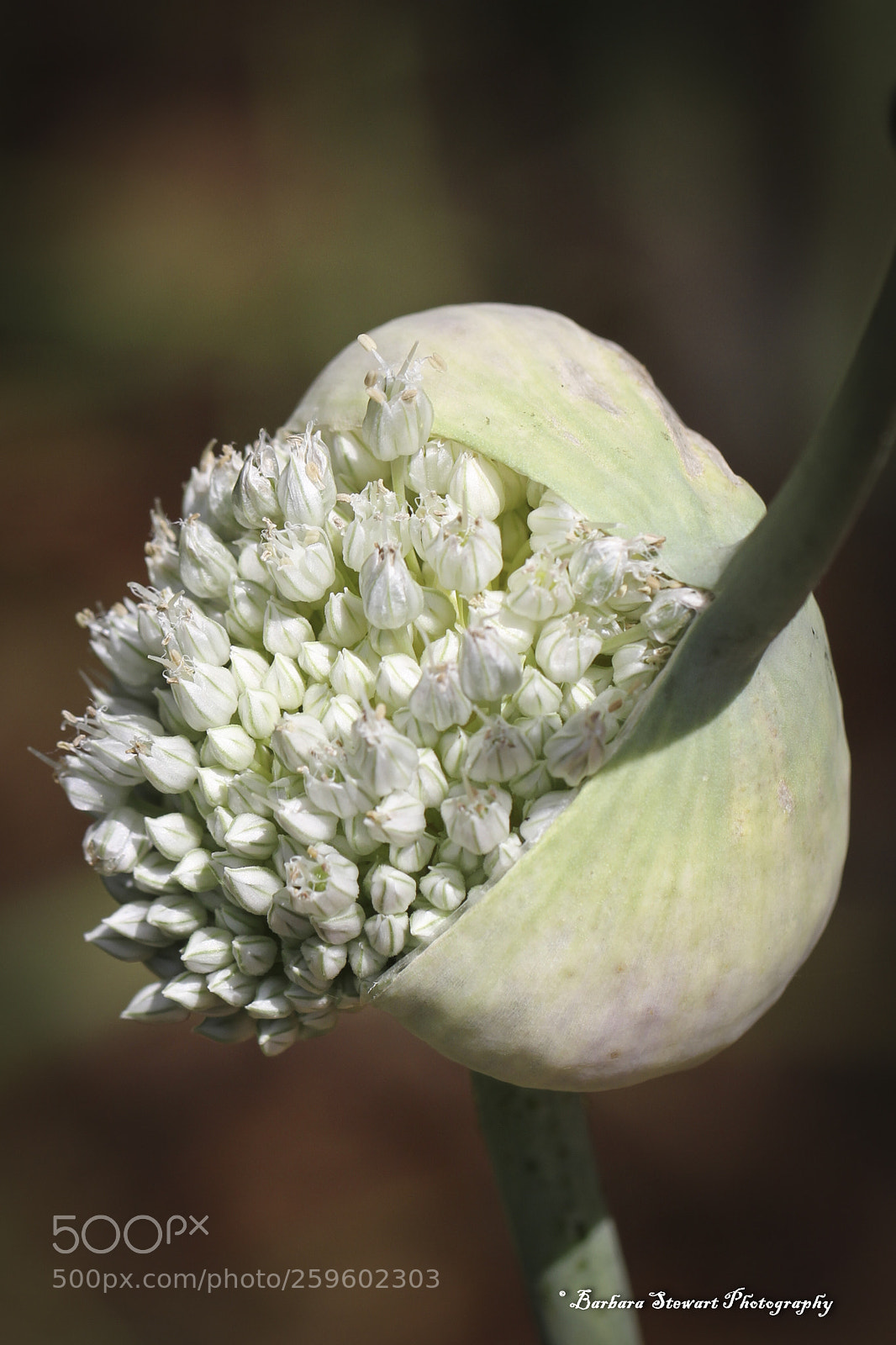 Canon EOS 7D sample photo. Looks of spring photography