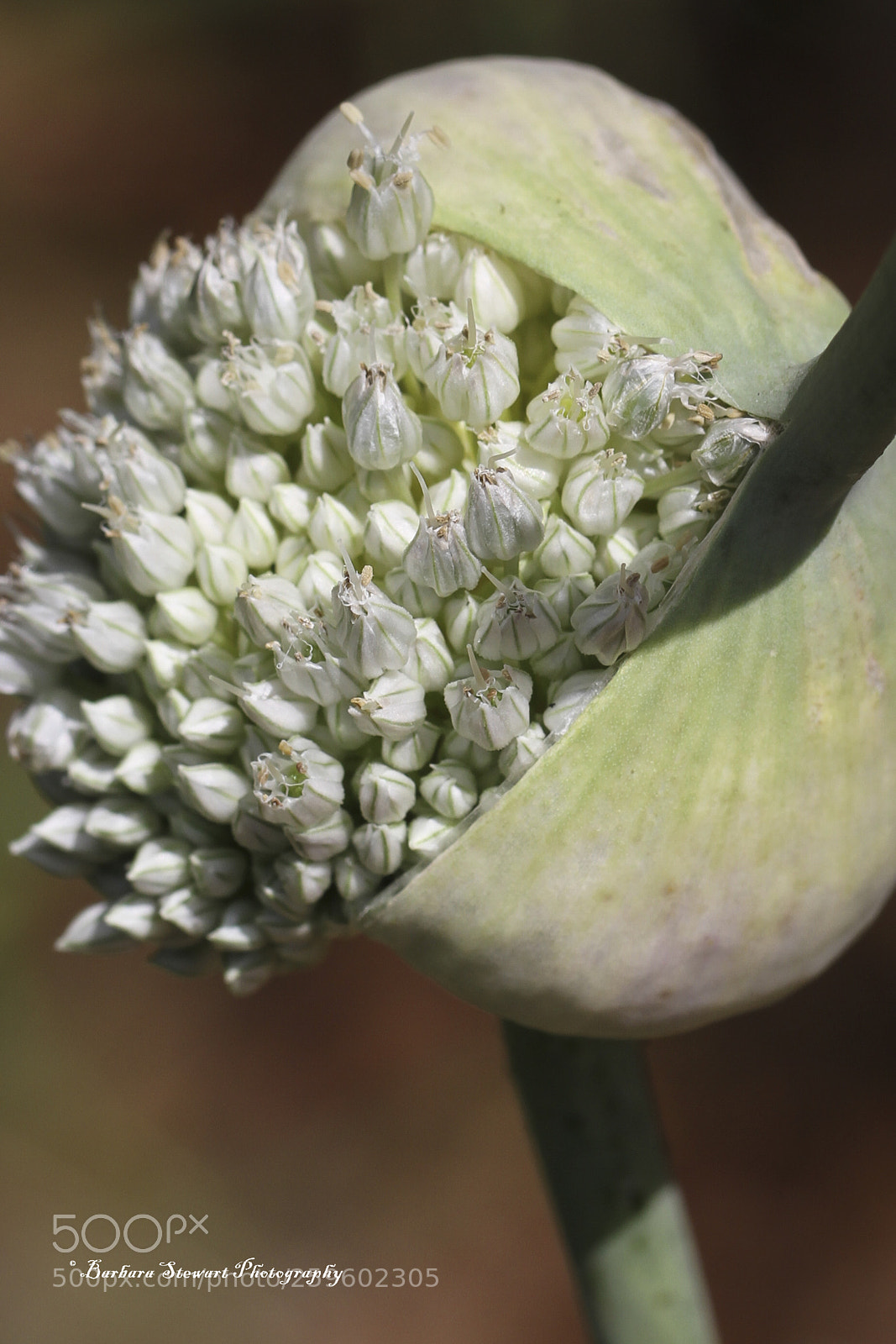 Canon EOS 7D sample photo. Looks of spring photography