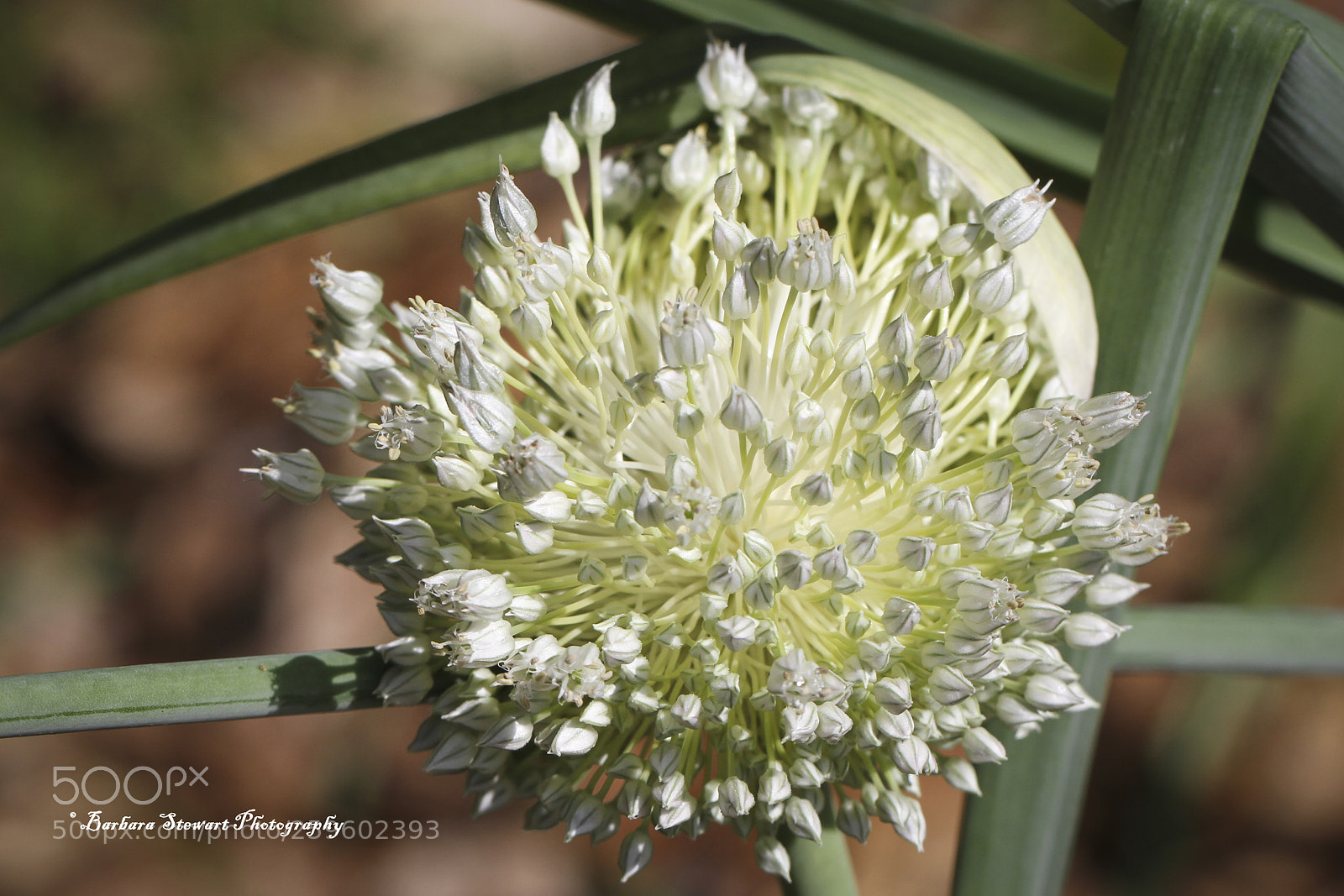 Canon EOS 7D sample photo. Looks of spring photography