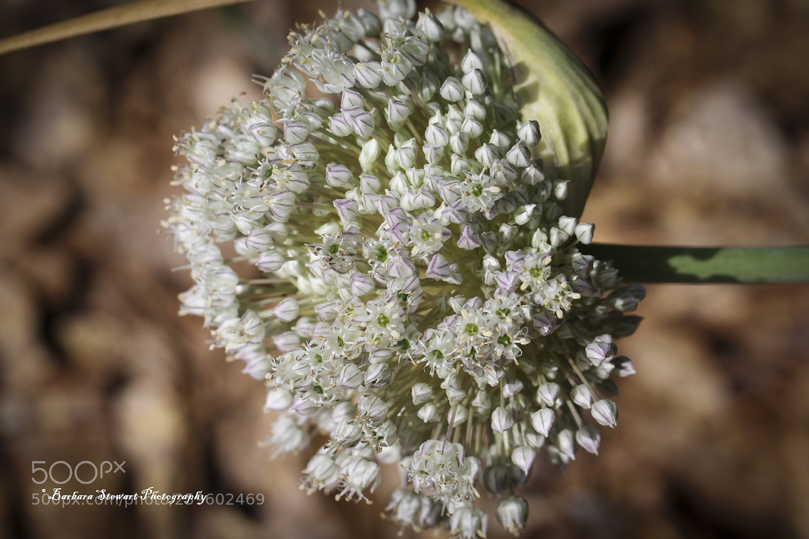 Canon EOS 7D sample photo. Looks of spring photography