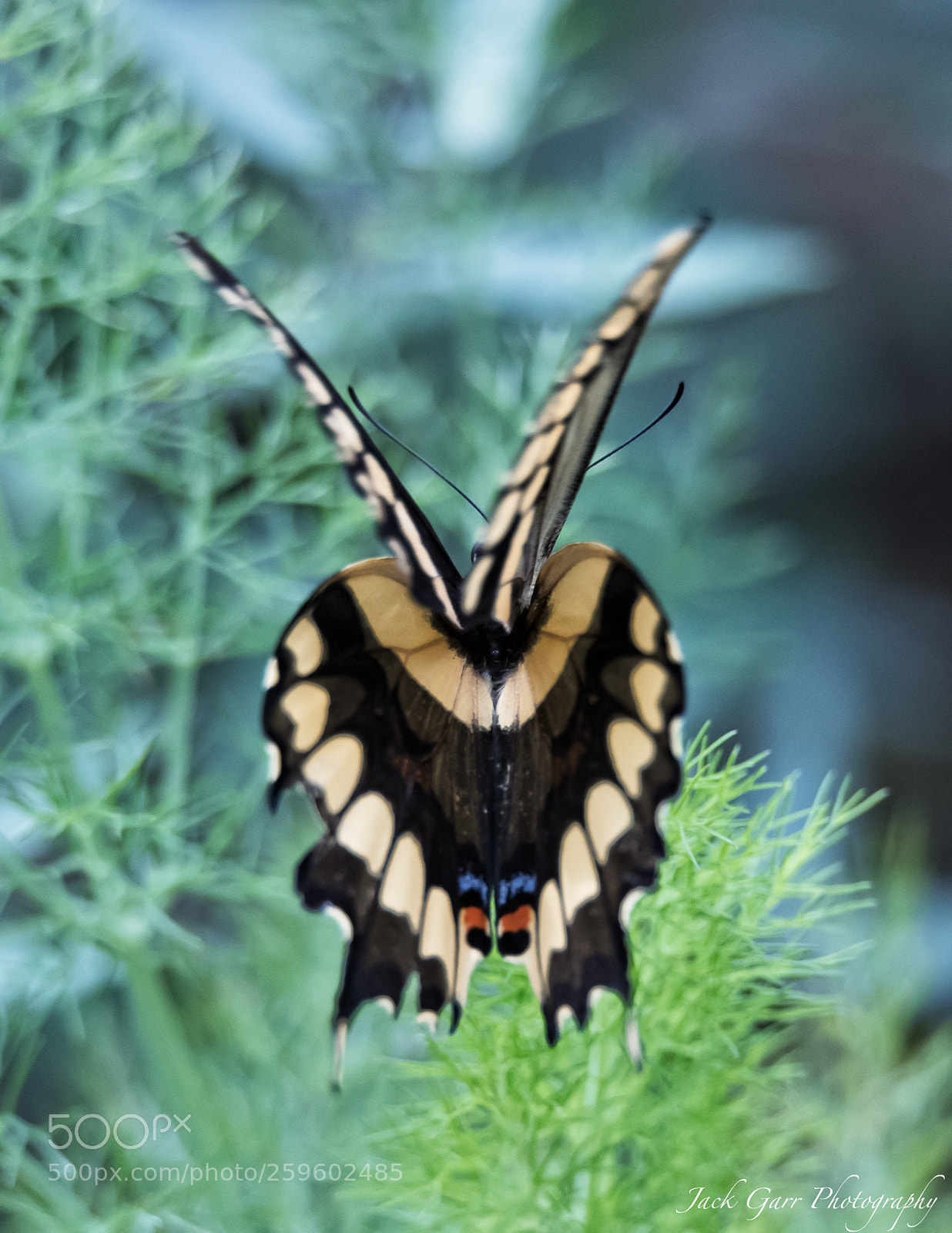 Canon EOS-1D X Mark II sample photo. Giant swallowtail flying away photography
