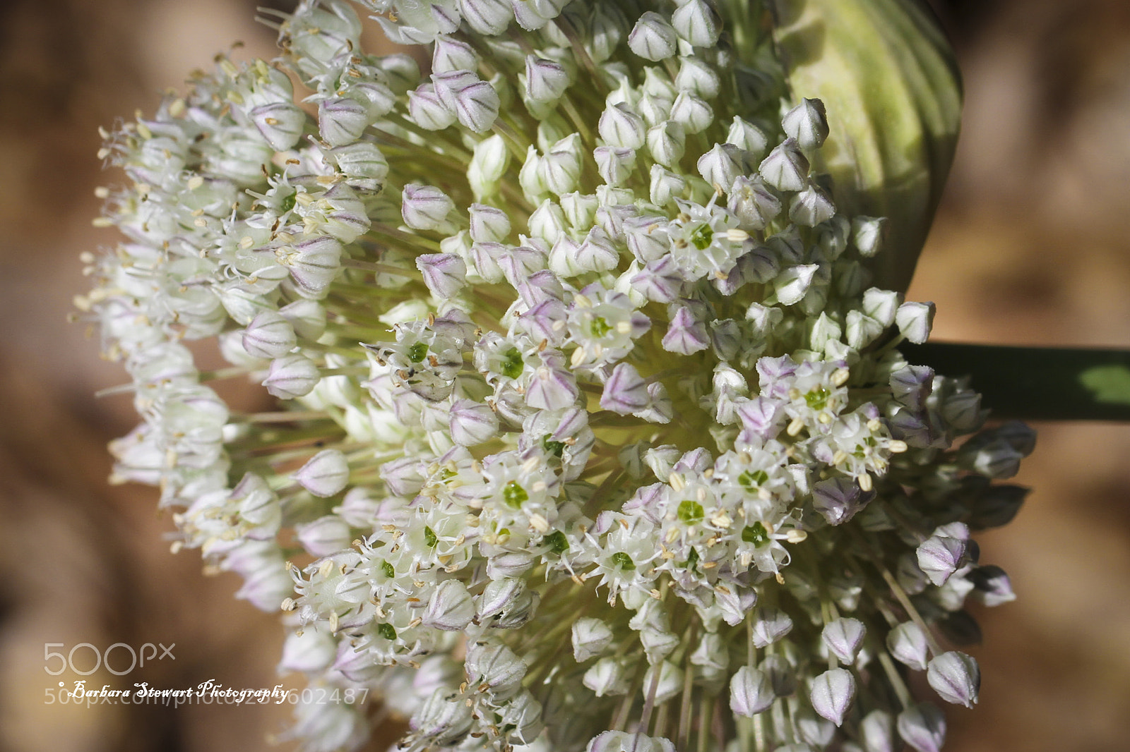 Canon EOS 7D sample photo. Looks of spring photography
