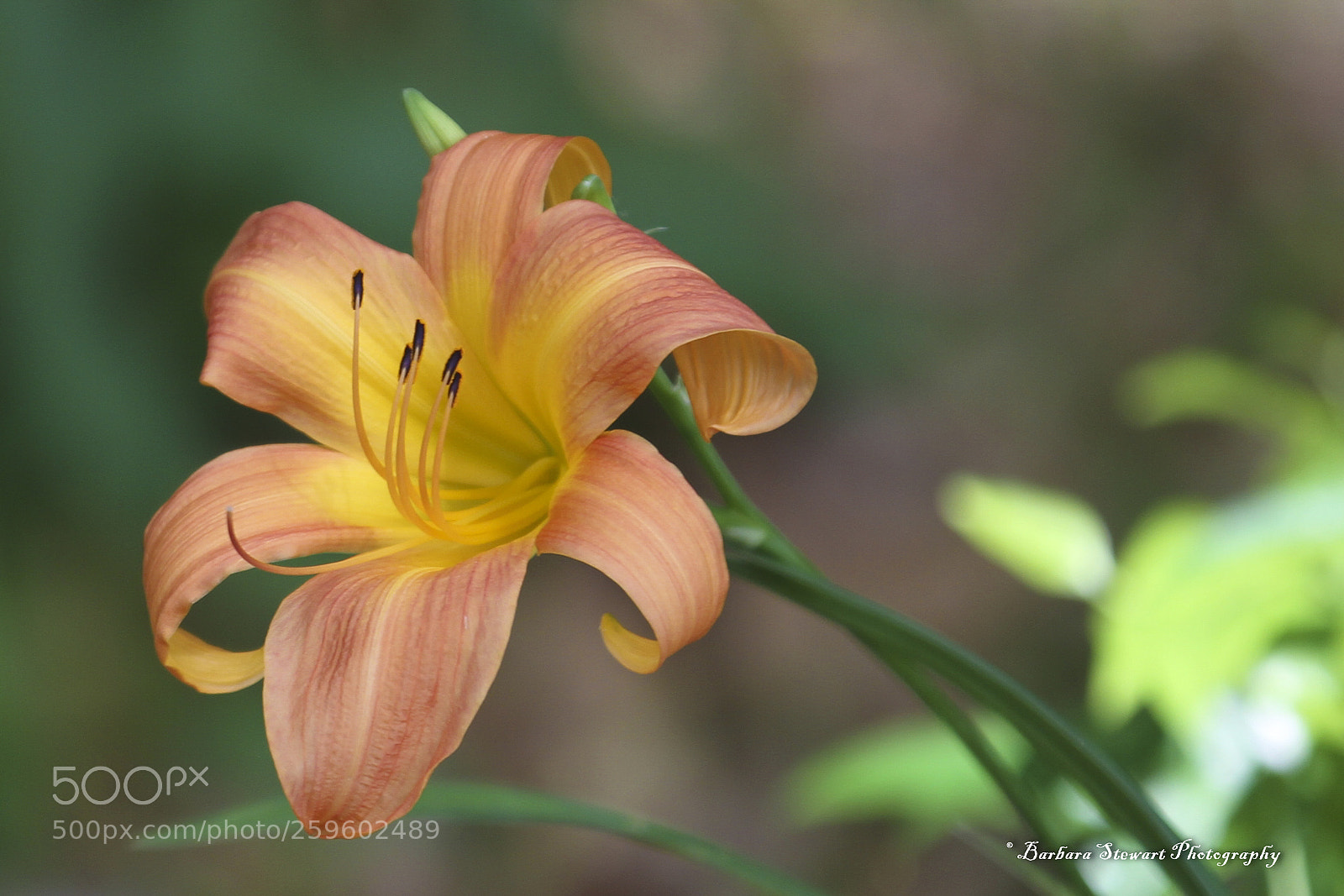 Canon EOS 7D sample photo. Looks of spring photography