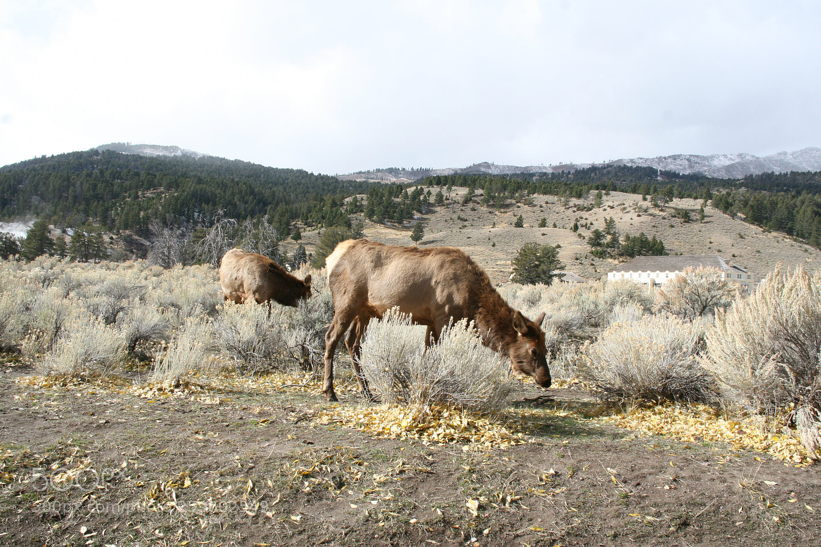 Canon EOS 30D sample photo. Elk in yellowstone photography