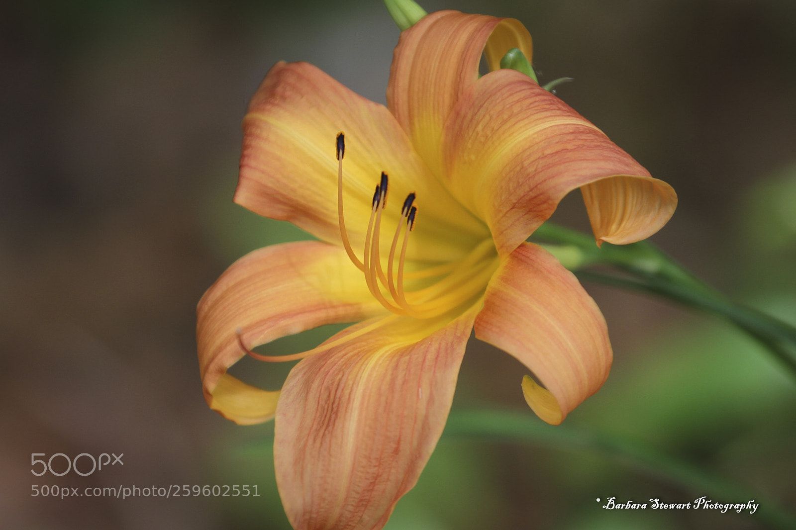 Canon EOS 7D sample photo. Looks of spring photography