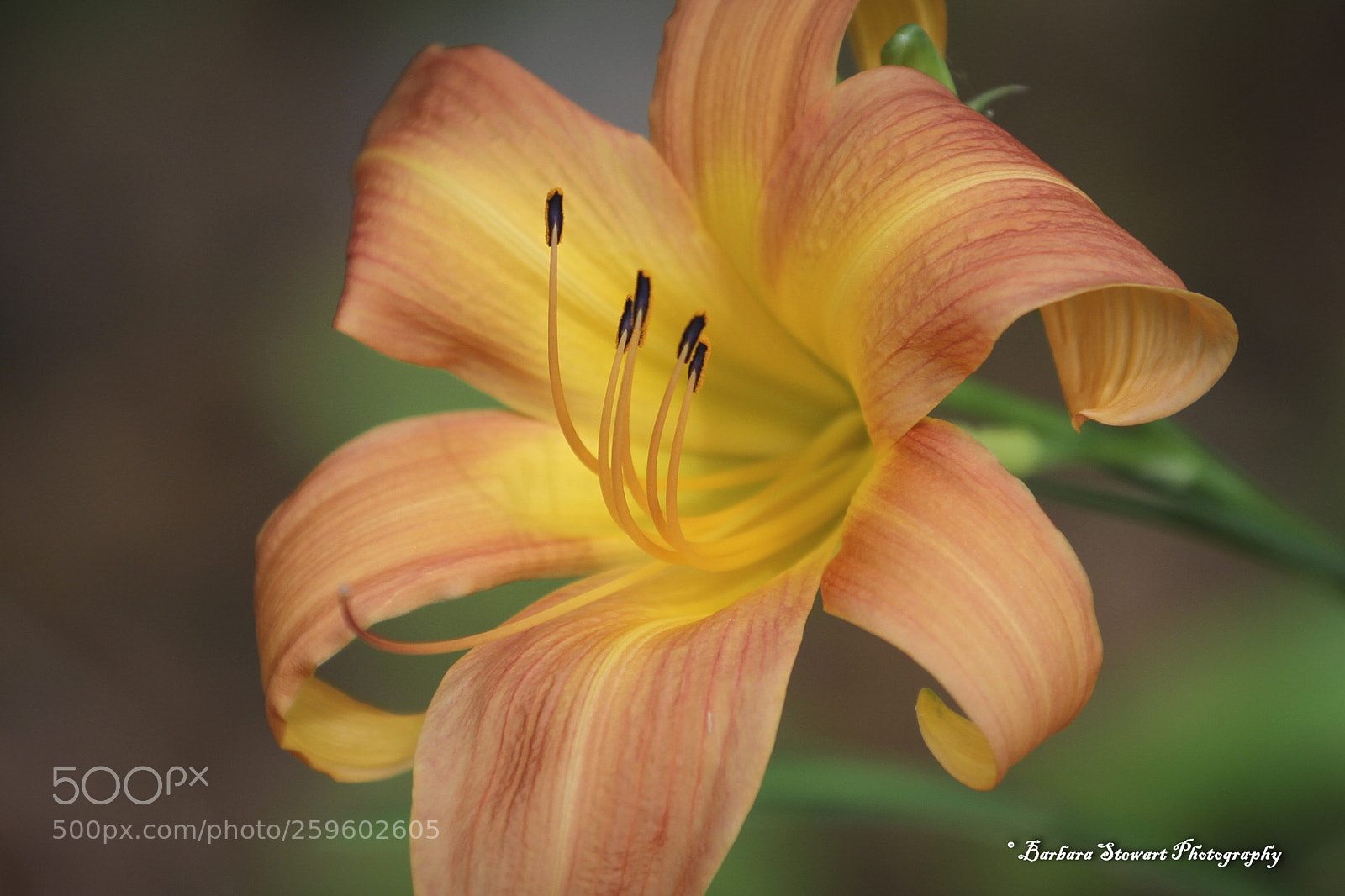Canon EOS 7D sample photo. Looks of spring photography