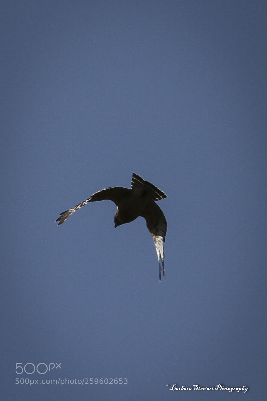 Canon EOS 7D sample photo. Looks of spring photography