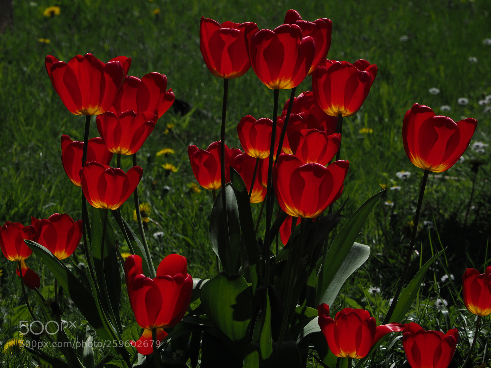Olympus OM-D E-M1 Mark II sample photo. Tulips photography