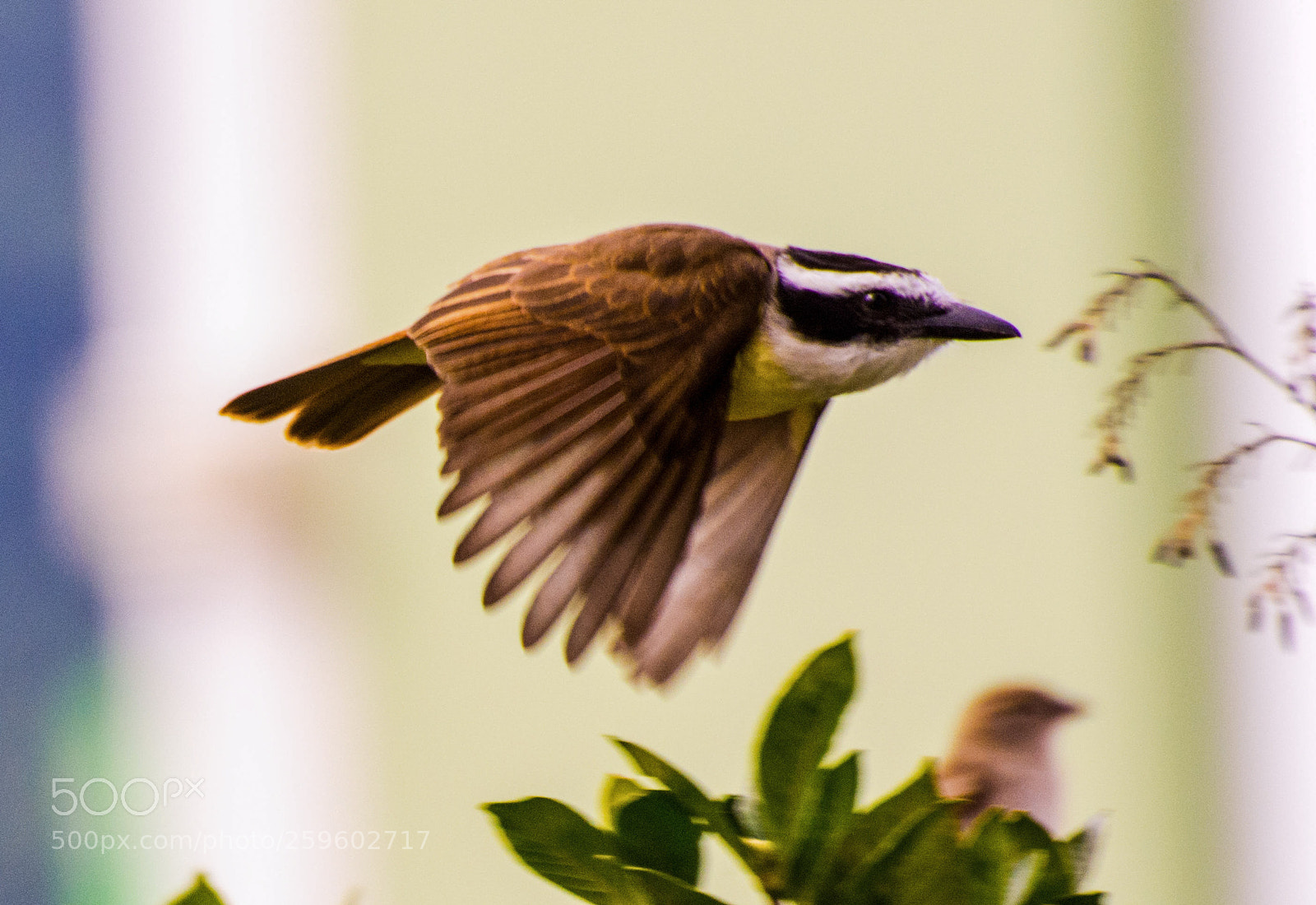 Nikon D7200 sample photo. Untitled photography