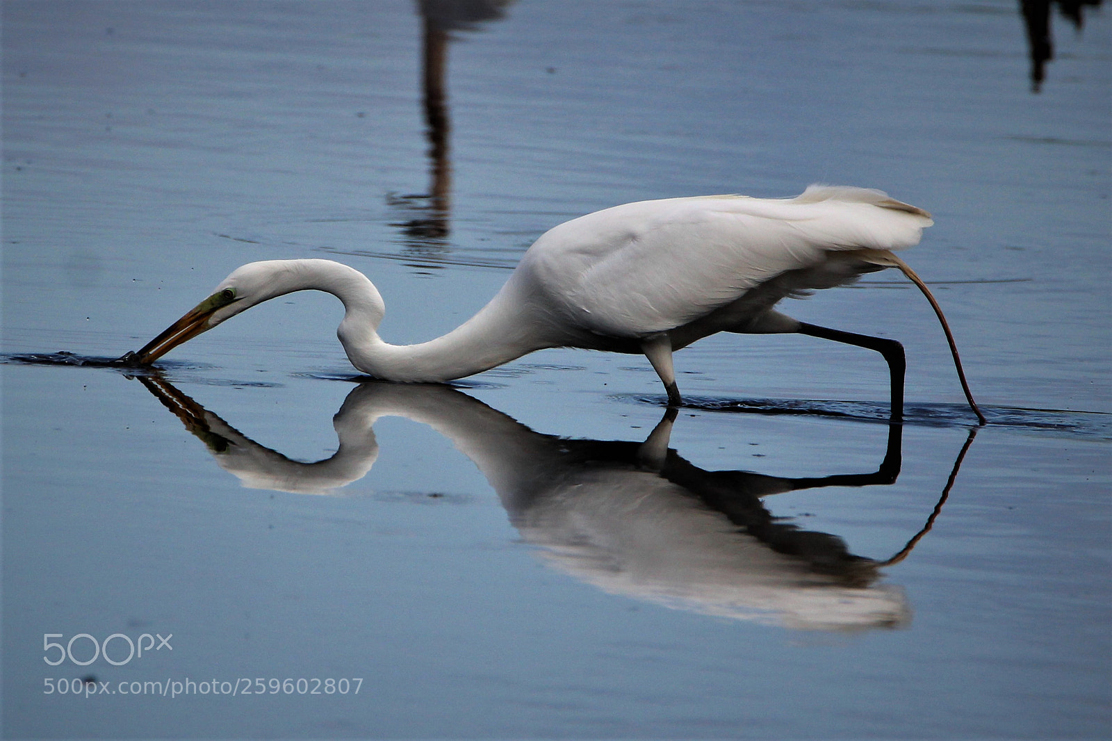Canon EOS 1200D (EOS Rebel T5 / EOS Kiss X70 / EOS Hi) sample photo. Fishing egret photography
