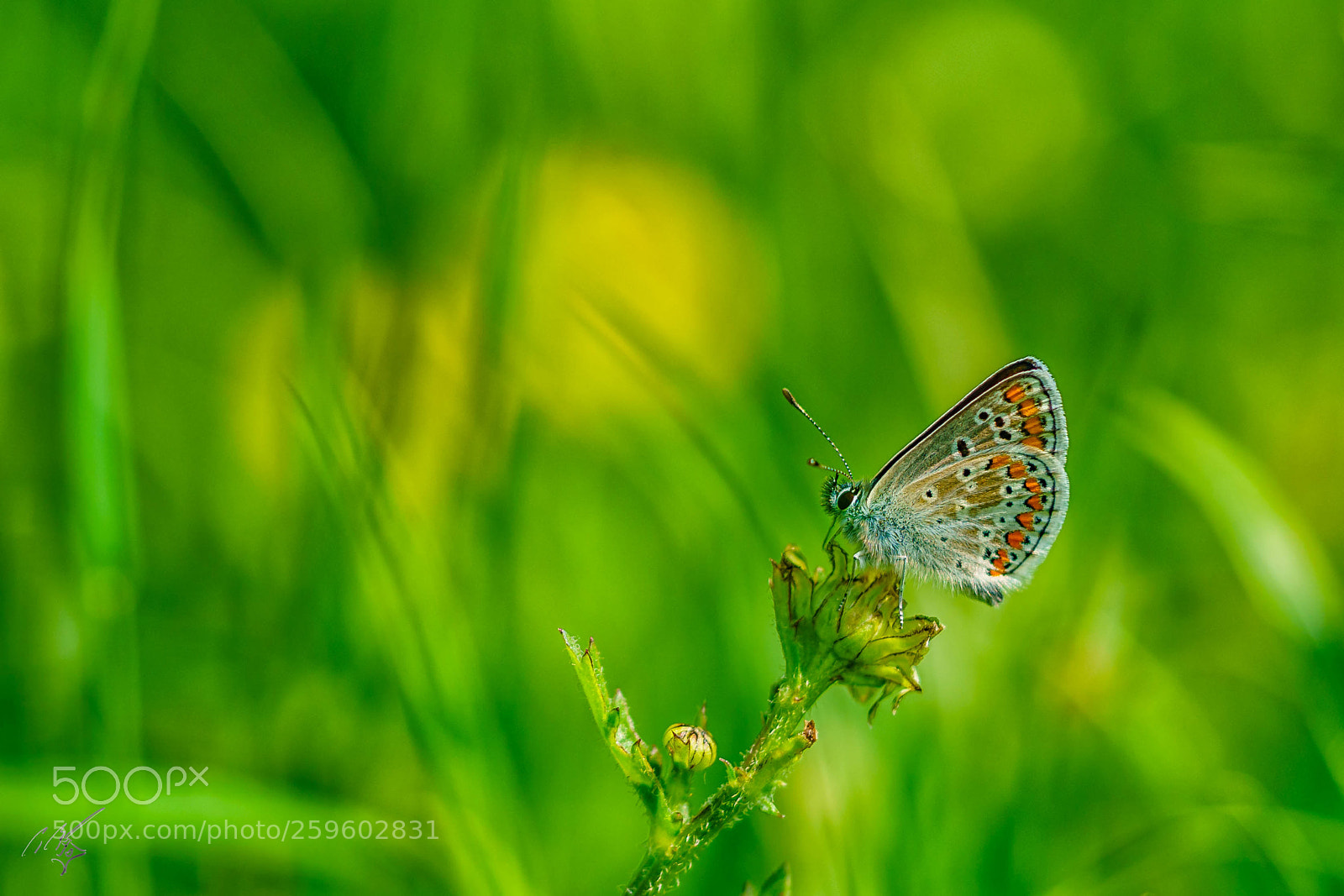 Sony a7R II sample photo. Brown argus butterfly may photography