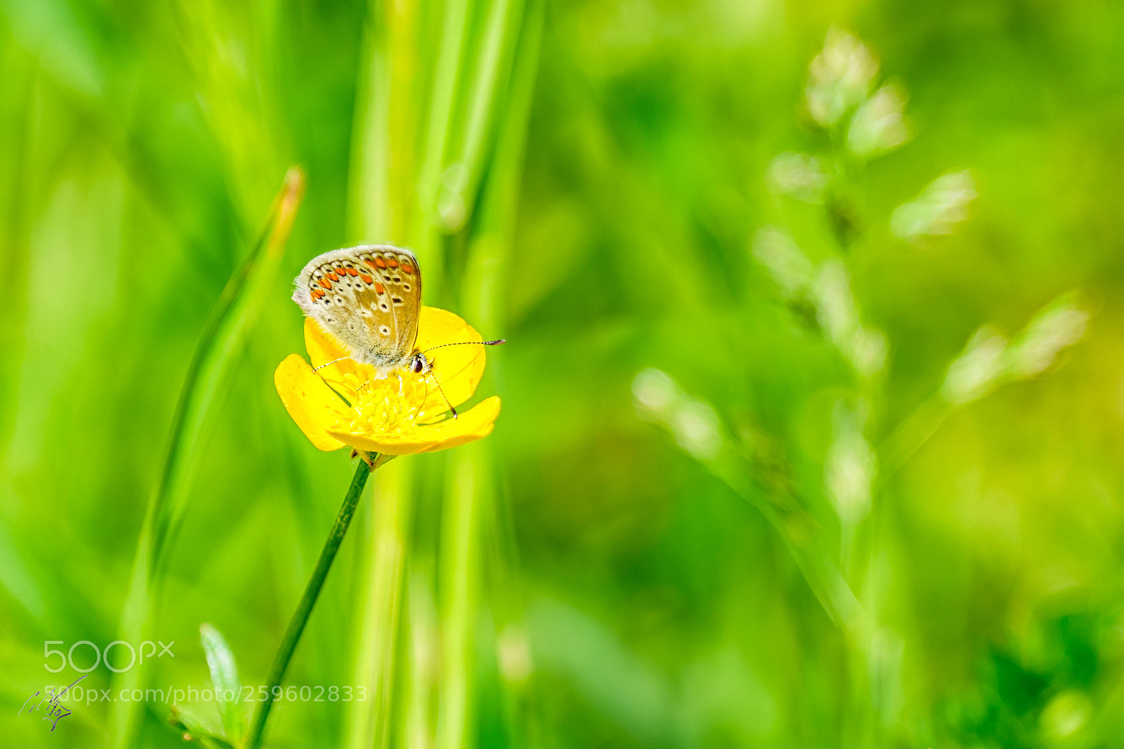 Sony a7R II sample photo. Brown argus butterfly may photography