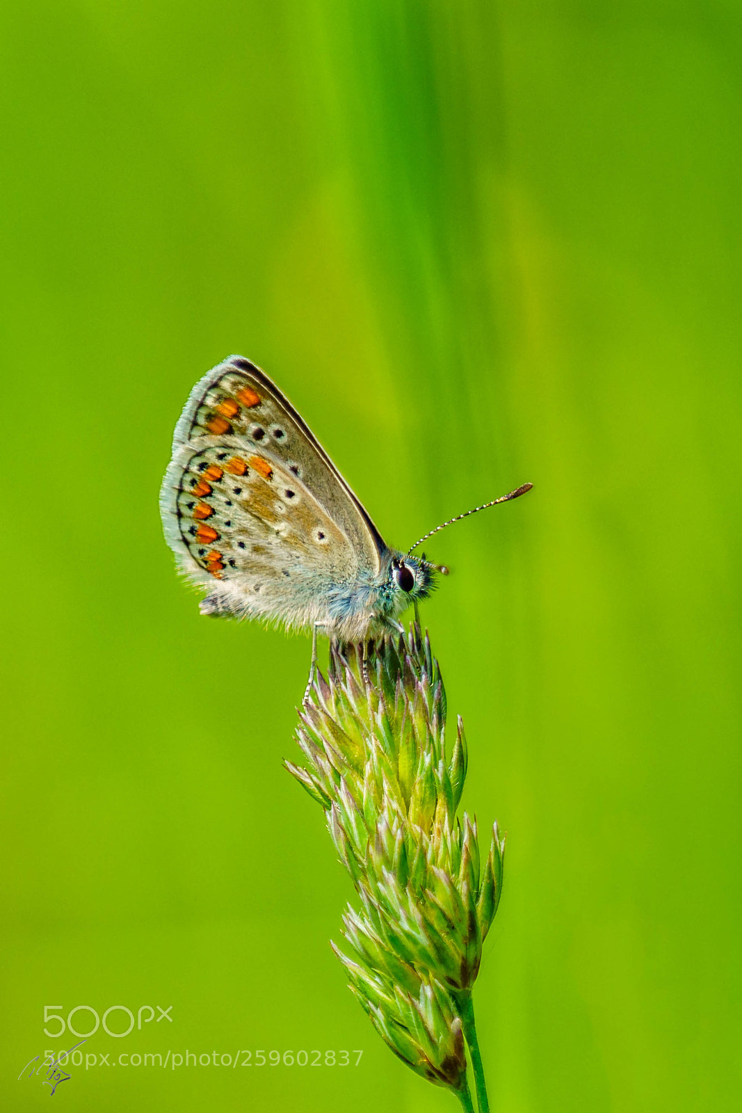 Sony a7R II sample photo. Brown argus butterfly may photography