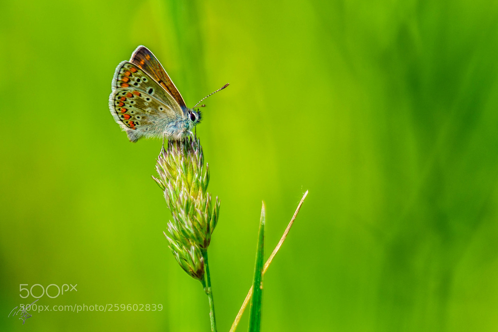 Sony a7R II sample photo. Brown argus butterfly may photography