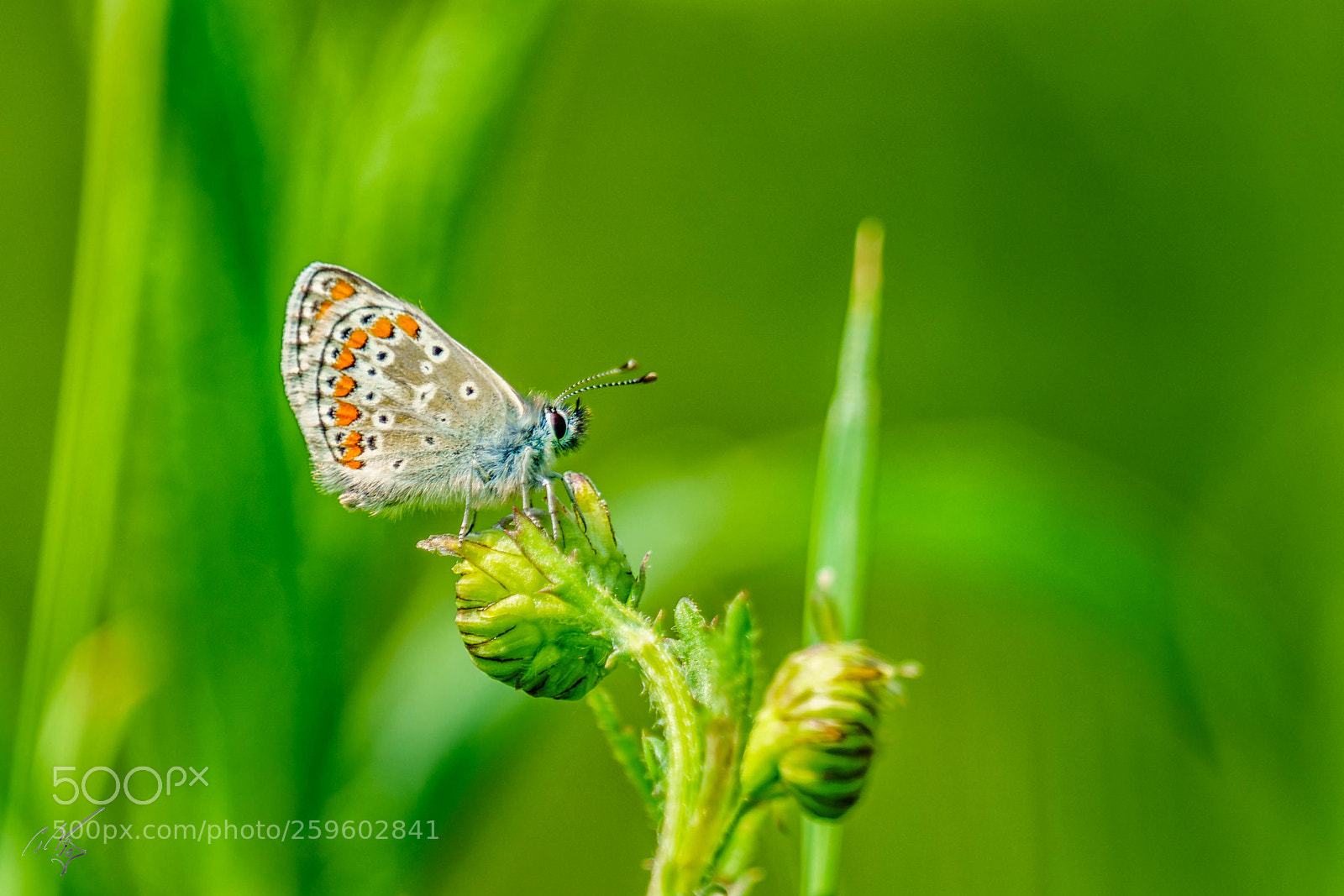 Sony a7R II sample photo. Brown argus butterfly may photography