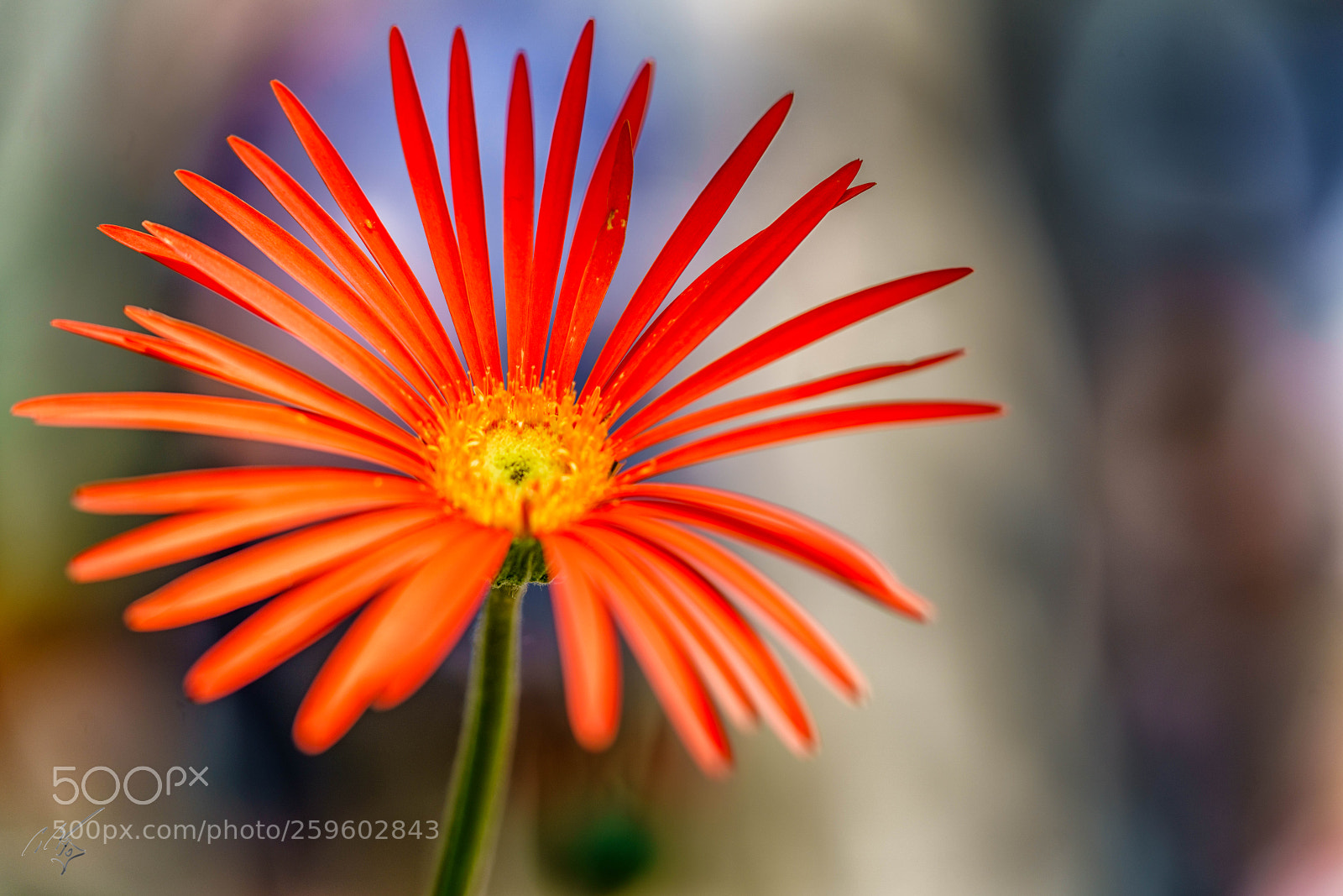 Sony a7R II sample photo. Flower at barnes may photography
