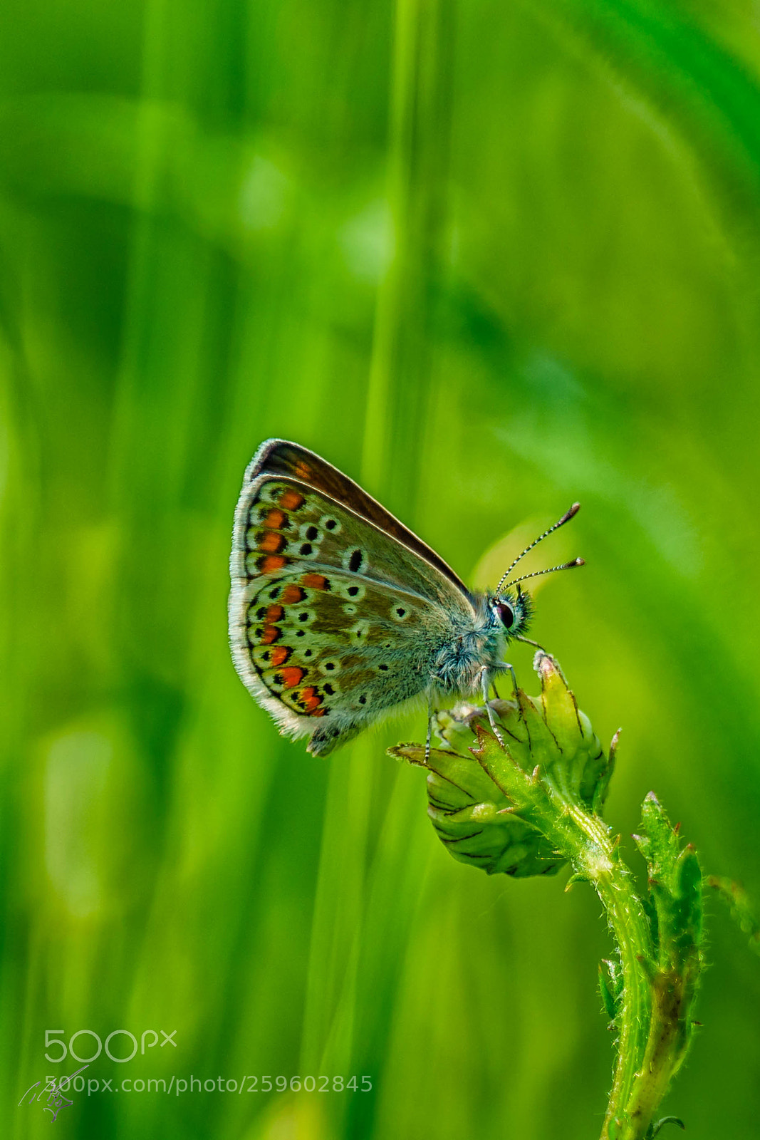 Sony a7R II sample photo. Brown argus butterfly may photography