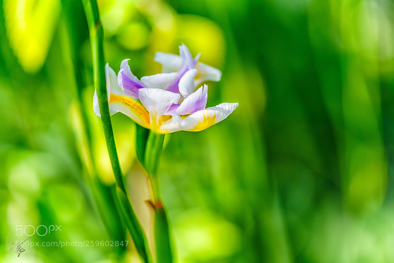 Sony a7R II sample photo. Flower at barnes may photography