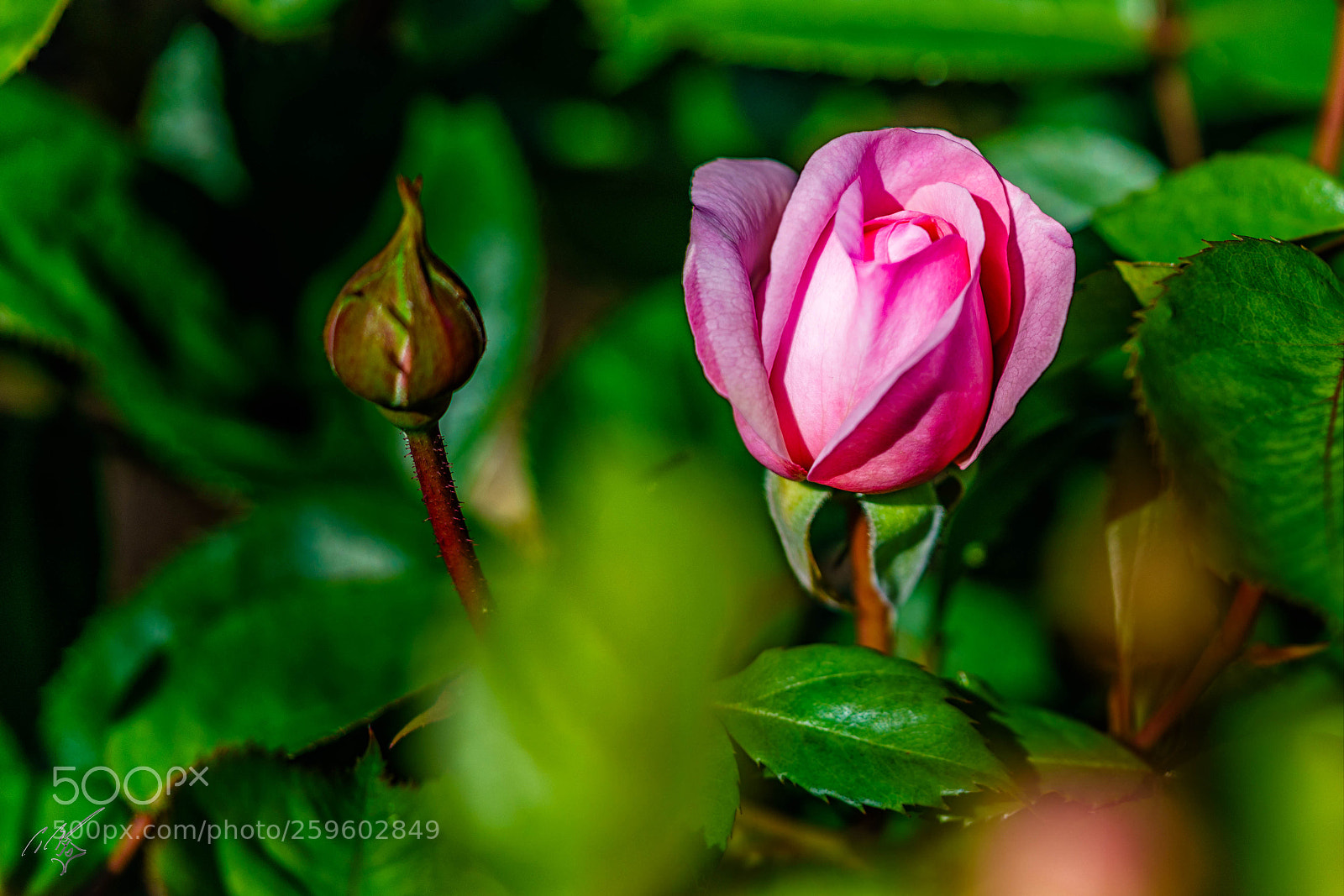 Sony a7R II sample photo. Flower at barnes may photography
