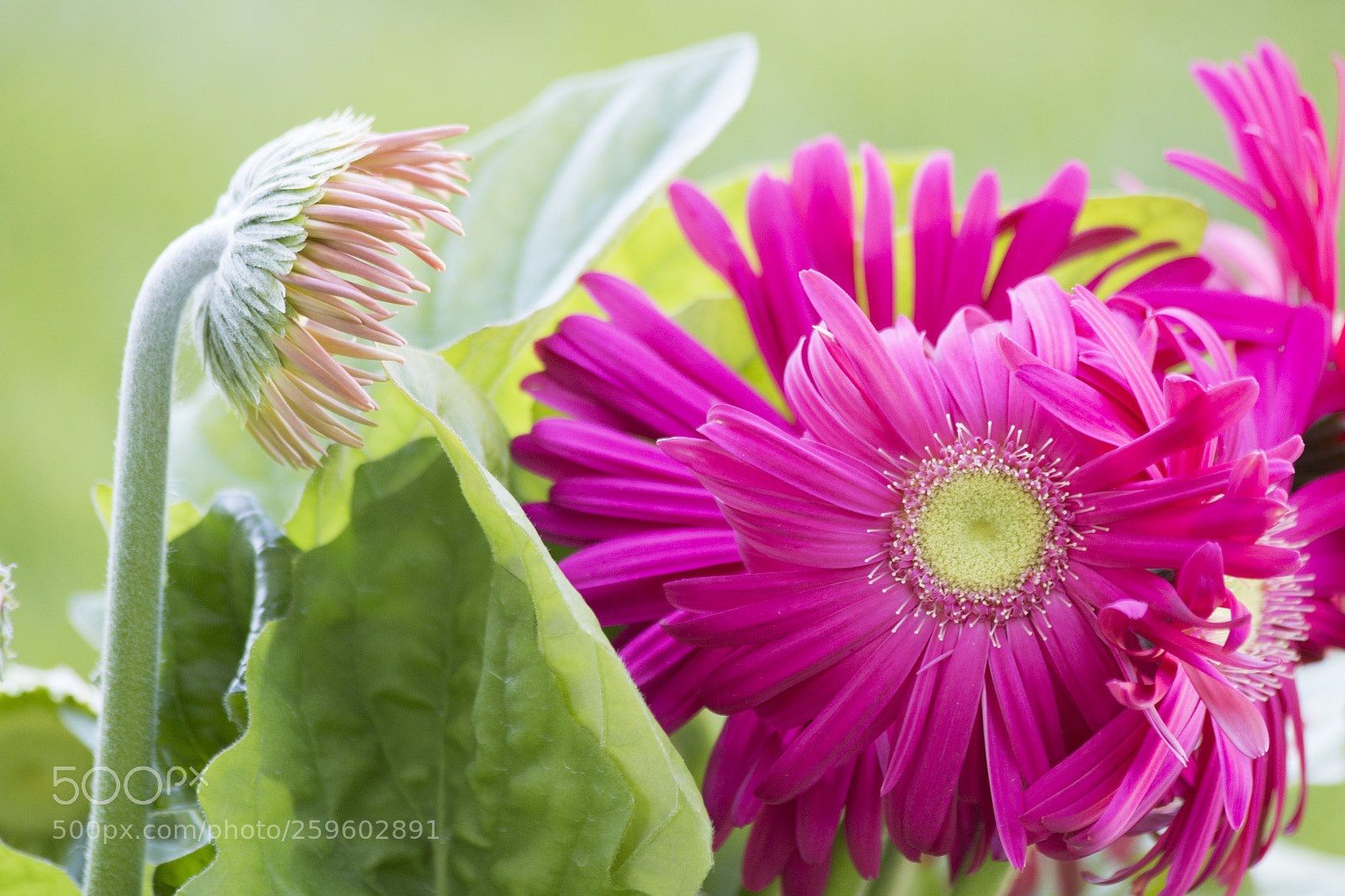 Canon EOS 70D sample photo. Potential among the flourishing photography