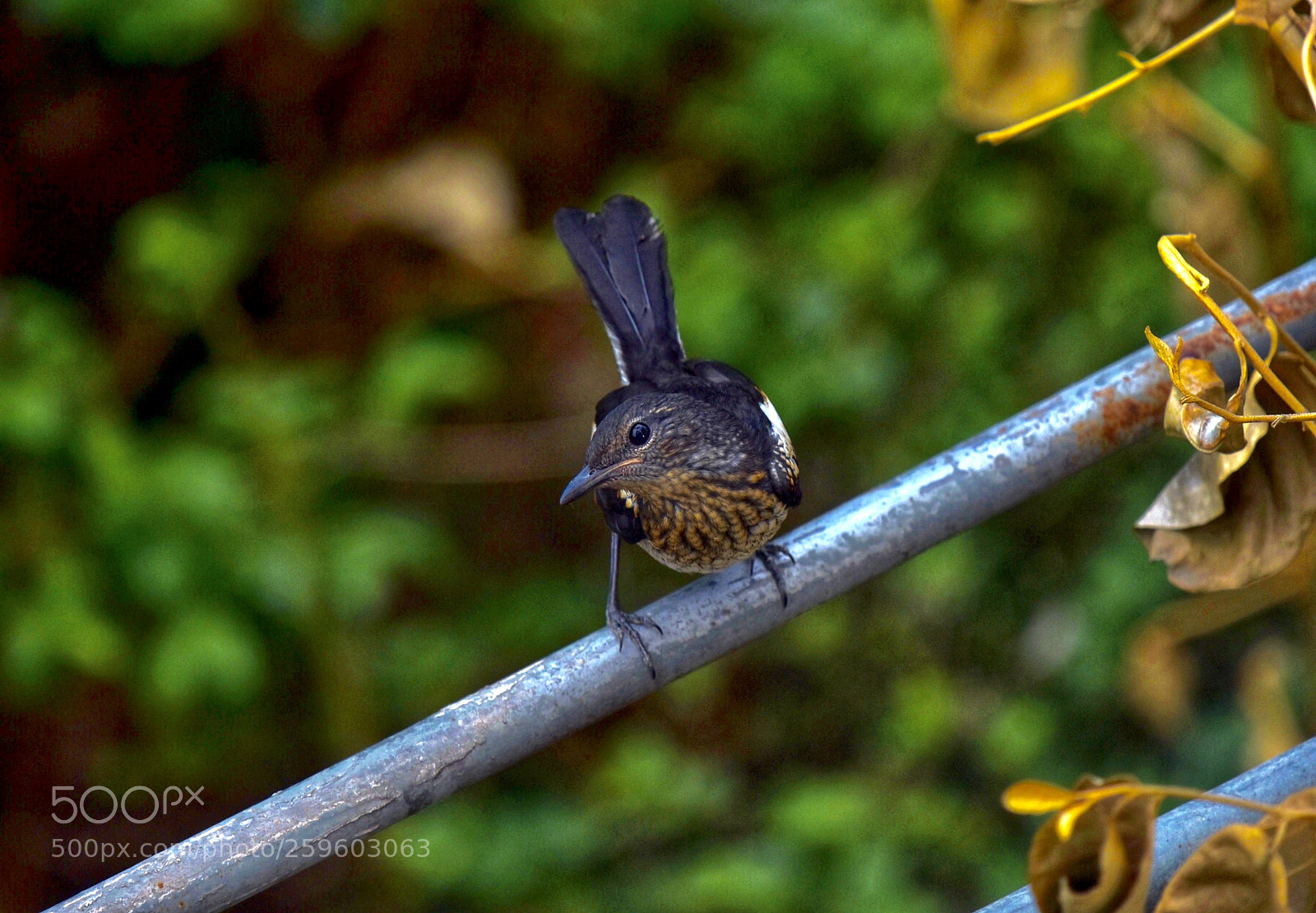 Nikon D7200 sample photo. Magpie robin photography