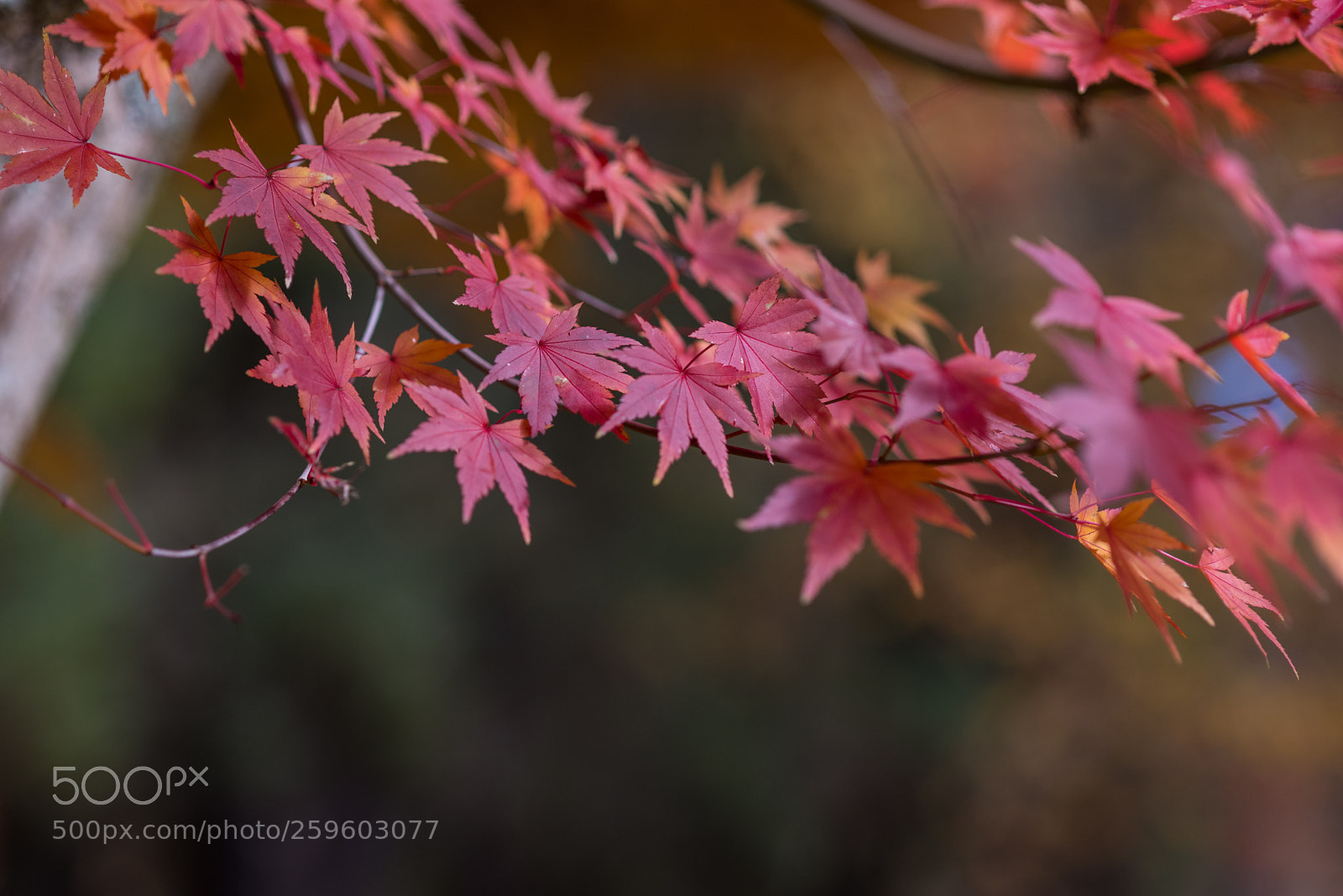 Nikon D750 sample photo. Nice leaf photography