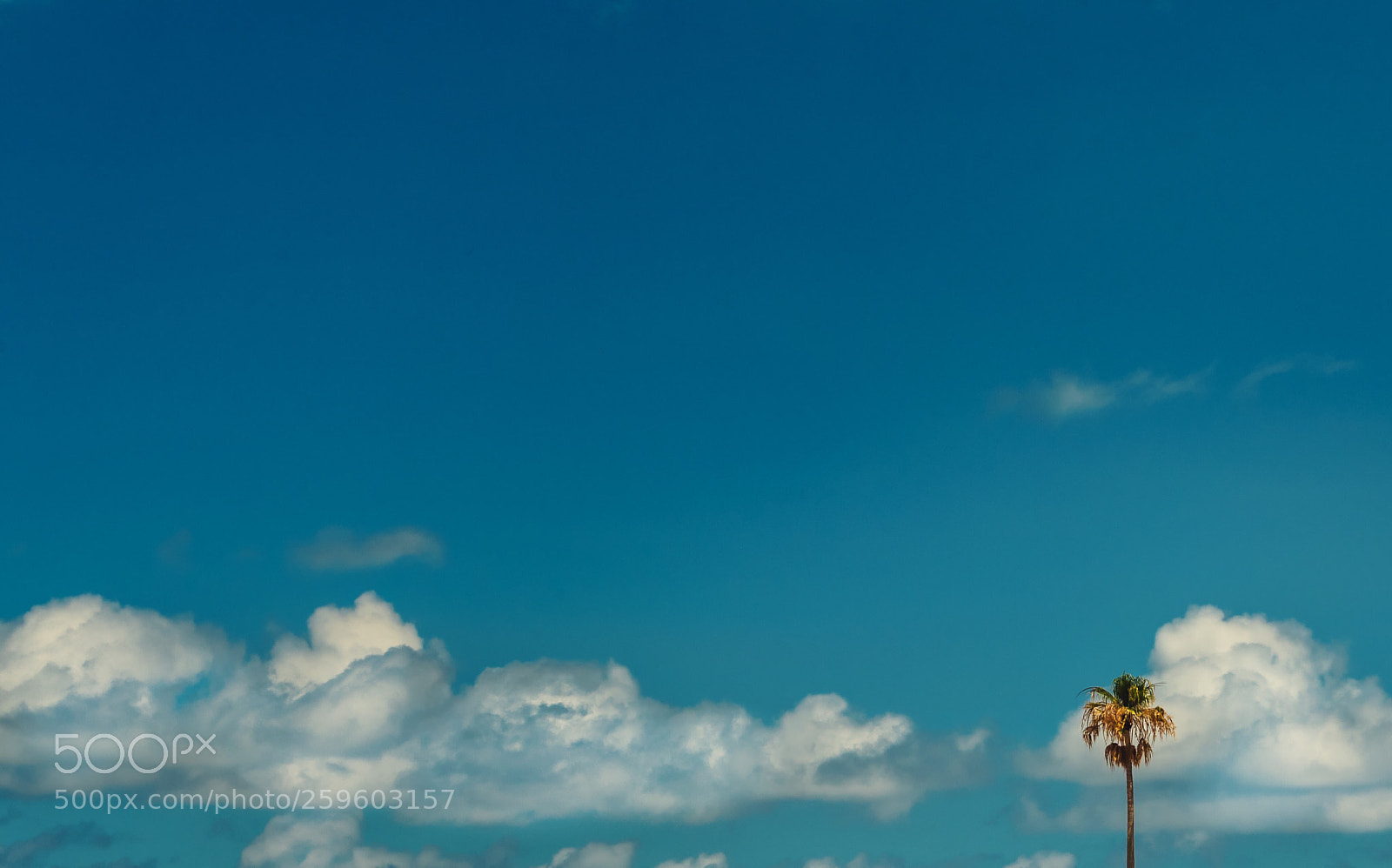 Nikon D750 sample photo. Just one  photography