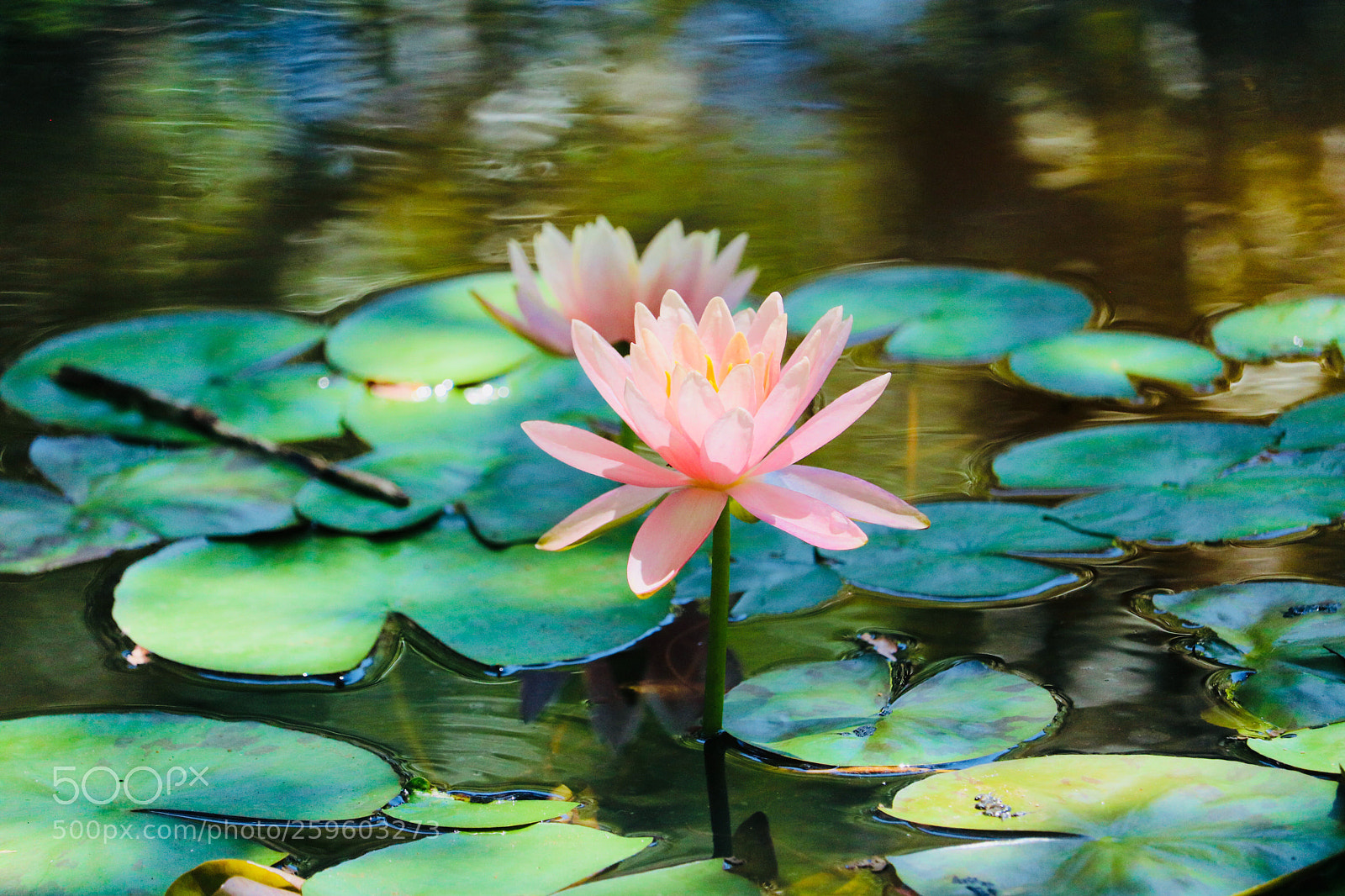 Canon EOS 750D (EOS Rebel T6i / EOS Kiss X8i) sample photo. Untitled photography