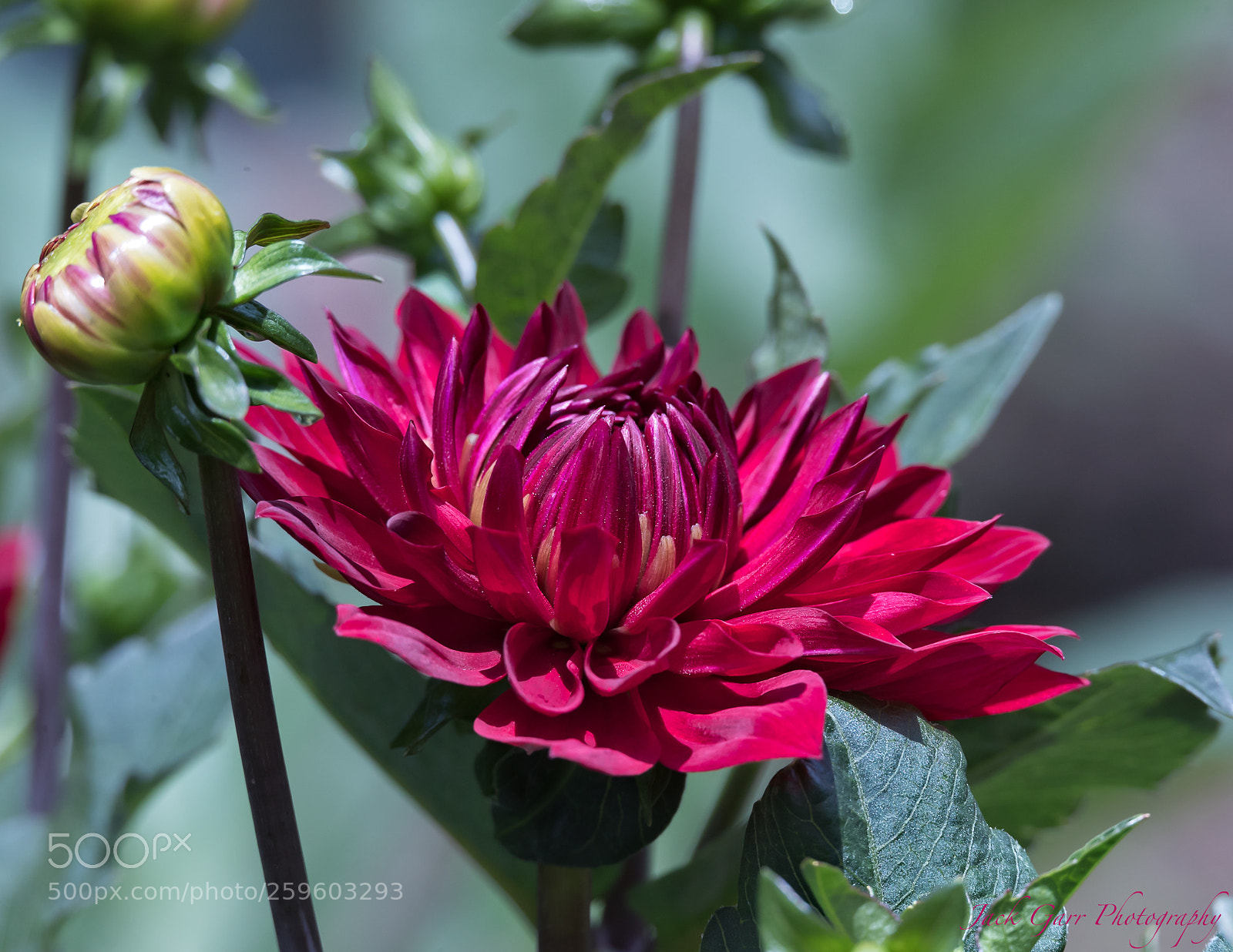 Canon EOS-1D X Mark II sample photo. Red dahilas photography